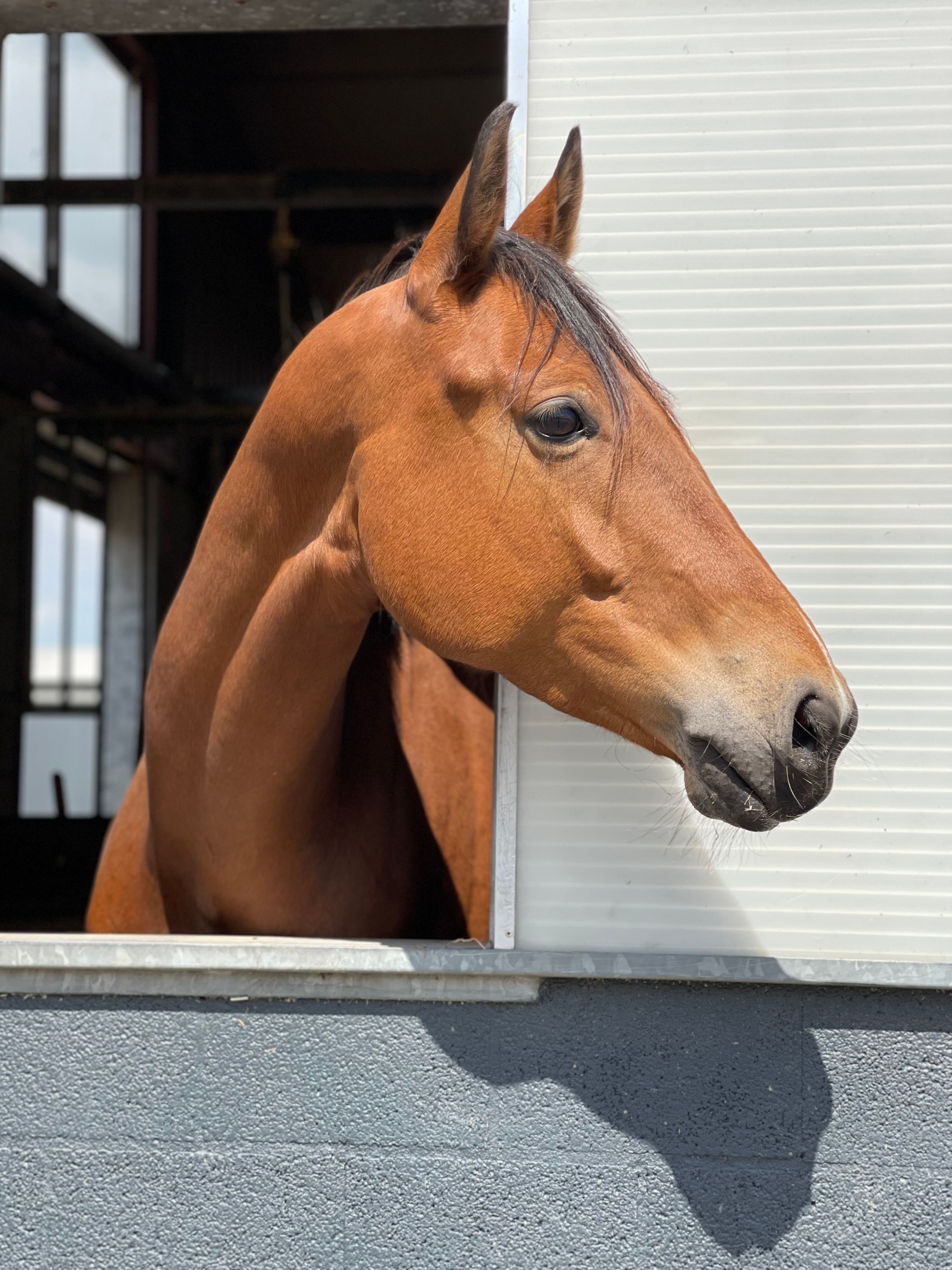 kwpn dressuurpaard merrie 6 Jahre alt bruin zu verkaufen - Foto 2