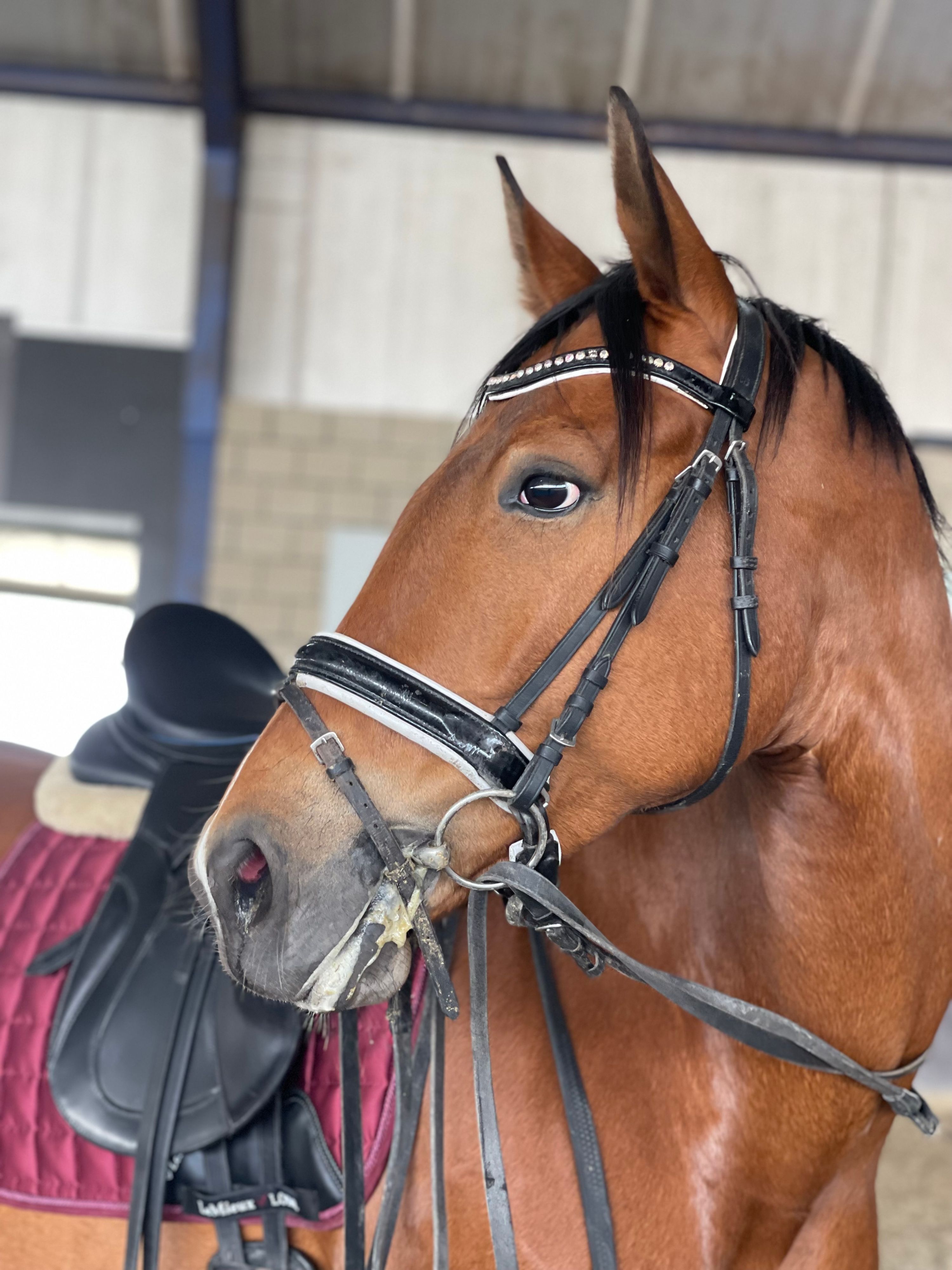 kwpn dressuurpaard merrie 6 Jahre alt bruin zu verkaufen - Foto 3
