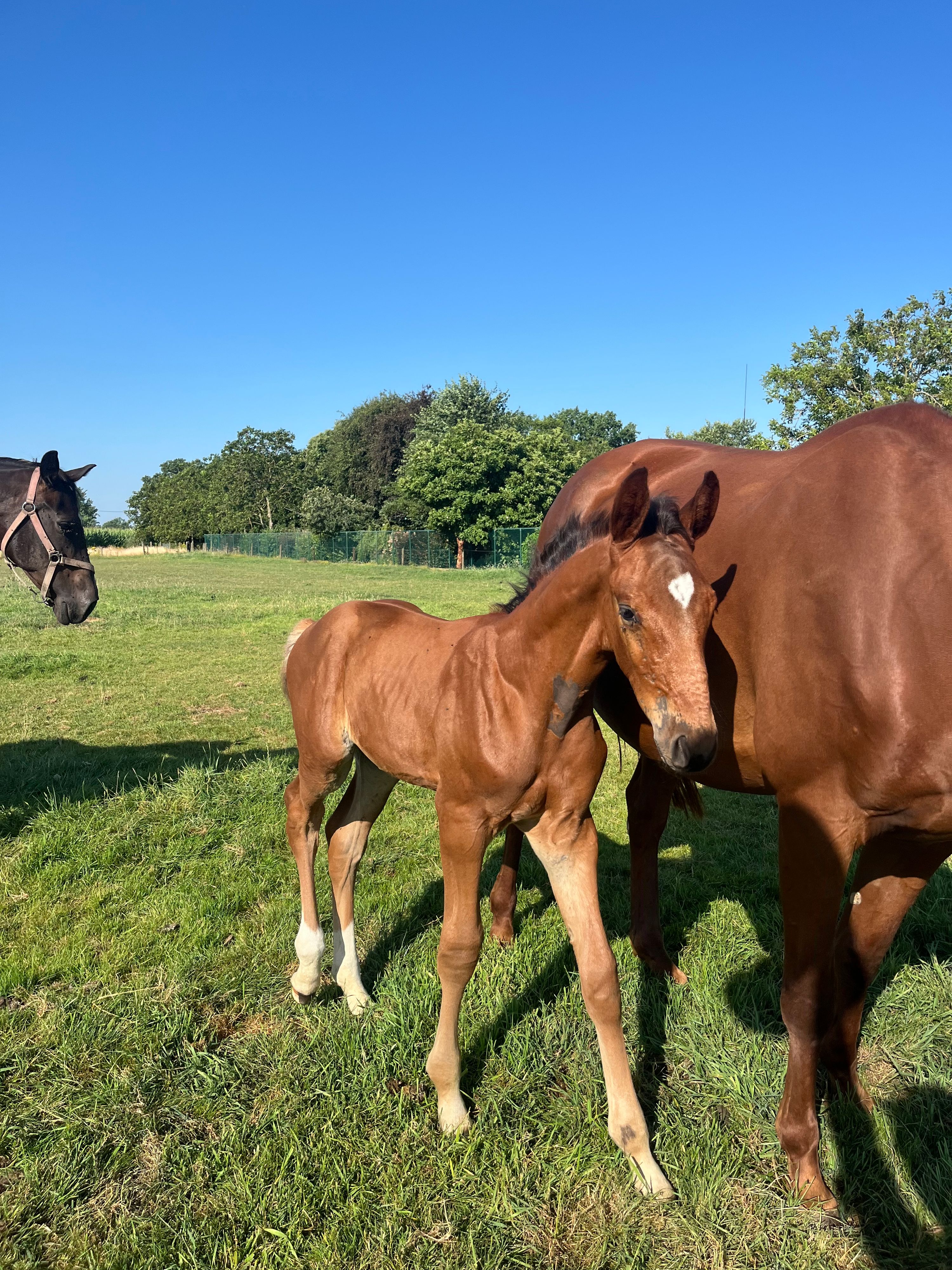 bwp springpaard hengst 0 Jahre alt bruin zu verkaufen - Foto 3
