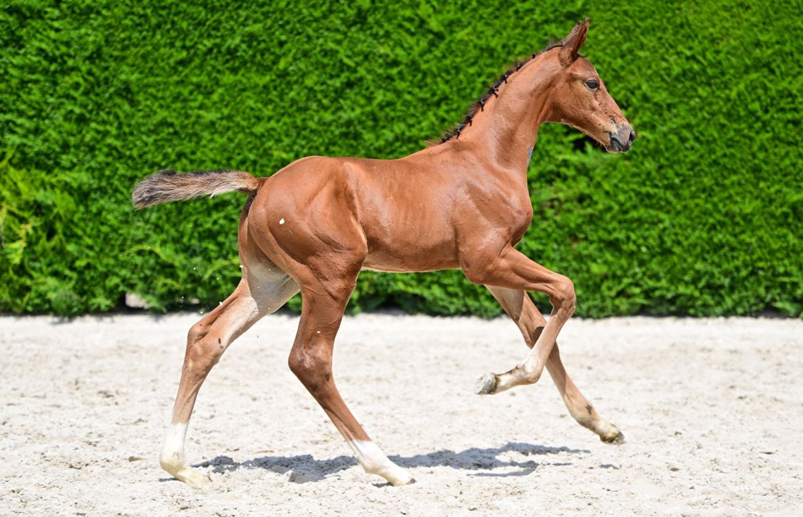 bwp springpaard hengst 0 Jahre alt bruin zu verkaufen - Foto 2