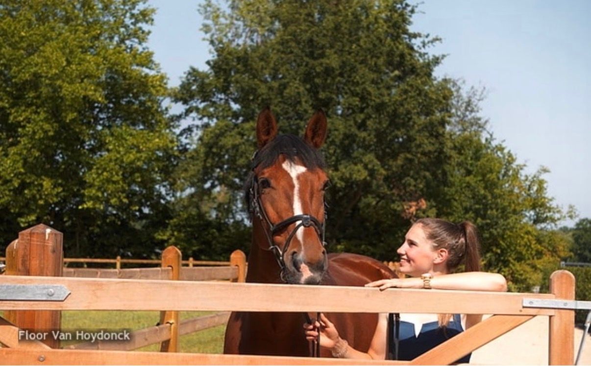 kwpn springpaard merrie 12 Jahre alt bruin zu verkaufen - Foto 3