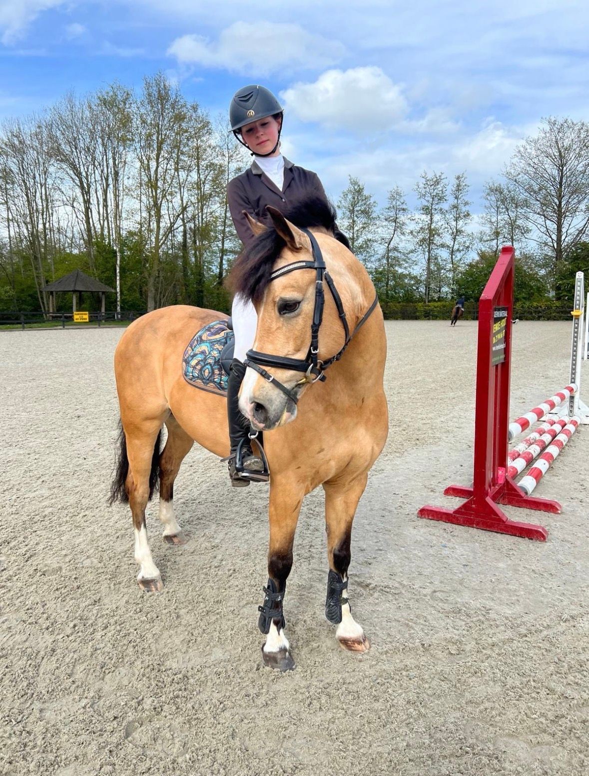 welsh allround-pony merrie 12 岁 andere-kleur 出售 - 照片 4