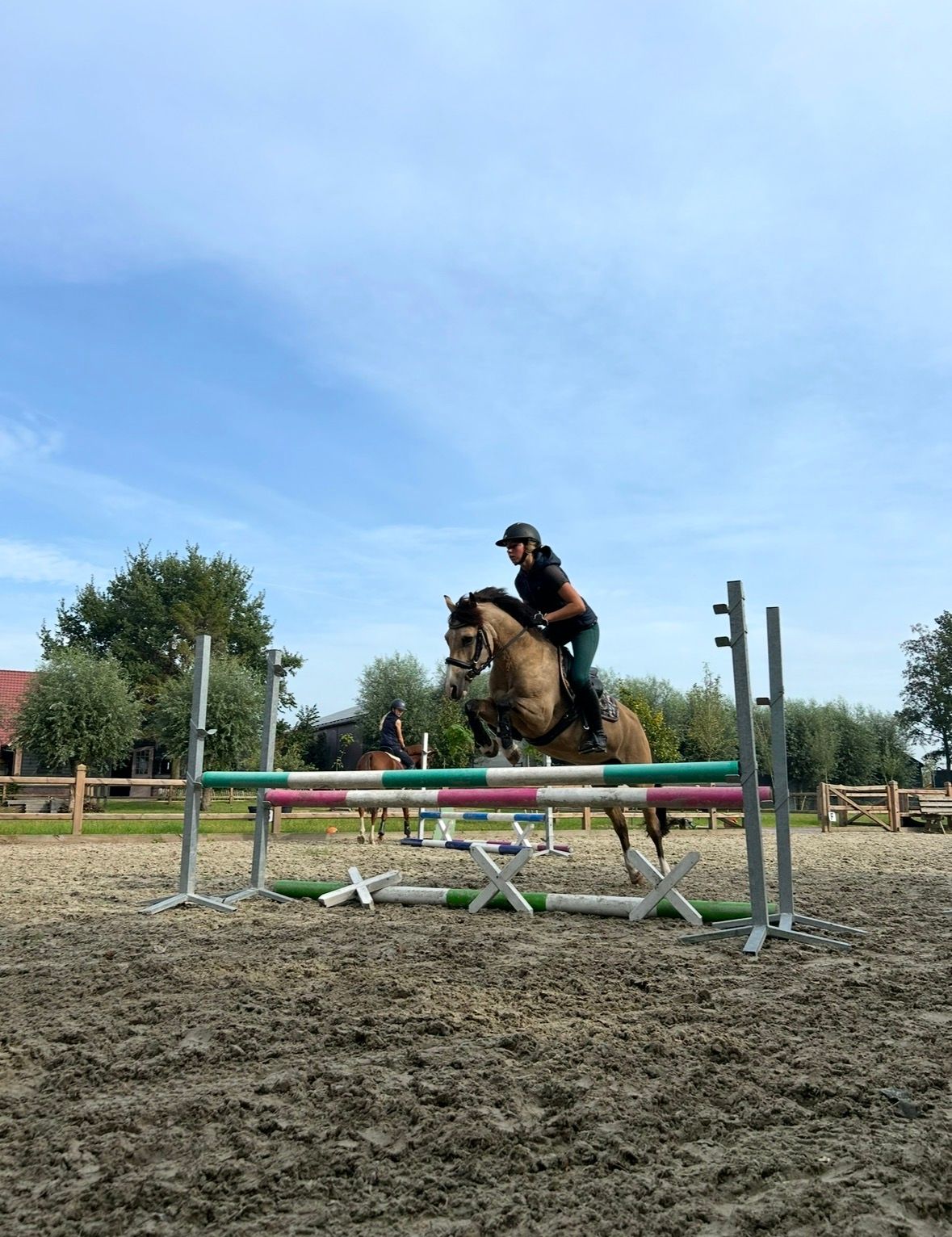 welsh allround-pony merrie 12 岁 andere-kleur 出售 - 照片 5