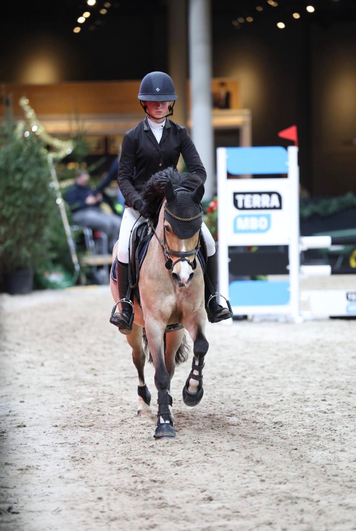 welsh allround-pony merrie 12 岁 andere-kleur 出售 - 照片 3