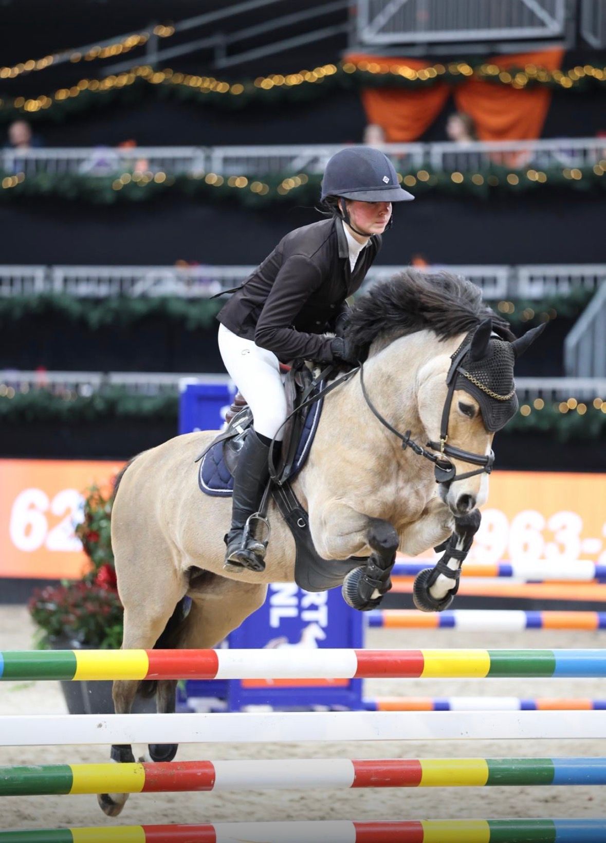welsh allround-pony merrie 12 岁 andere-kleur 出售 - 照片 2