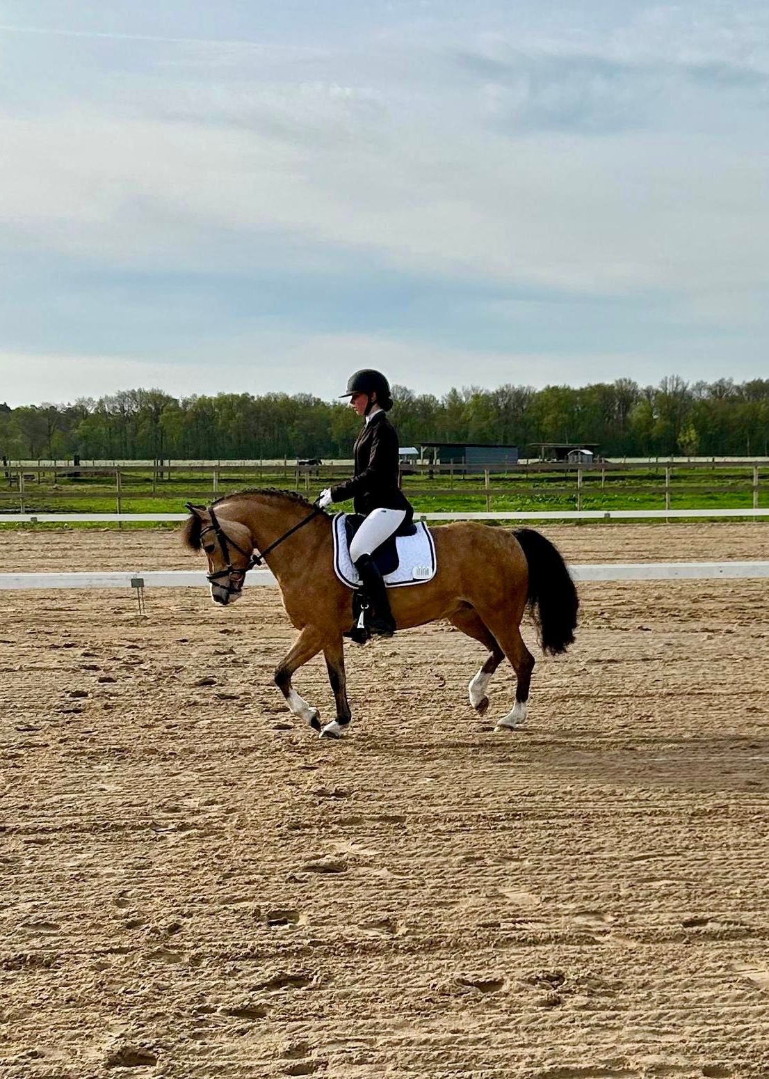 welsh allround-pony merrie 12 岁 andere-kleur 出售 - 照片 6