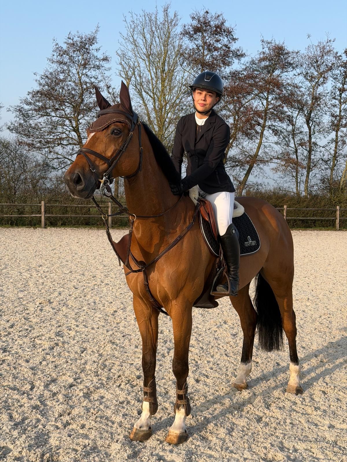 anglo-europees springpaard ruin 8 years old bruin for sale - Photo 4