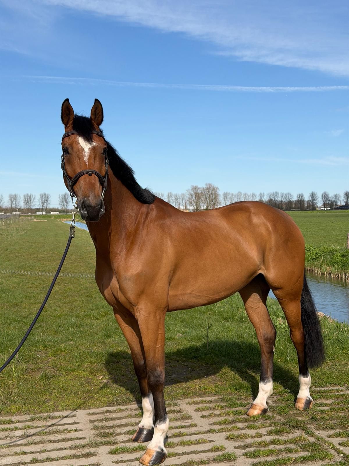 anglo-europees springpaard ruin 8 years old bruin for sale - Photo 5