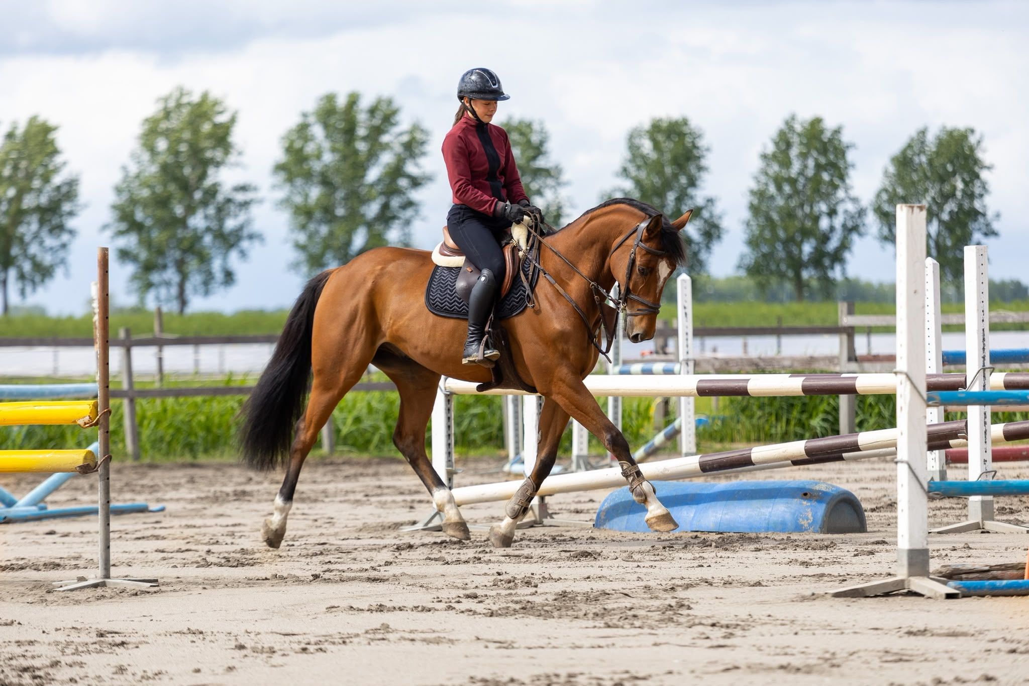 🏆 Versatile sport horse with achievements in showjumping and dressage – Wasco 🏆