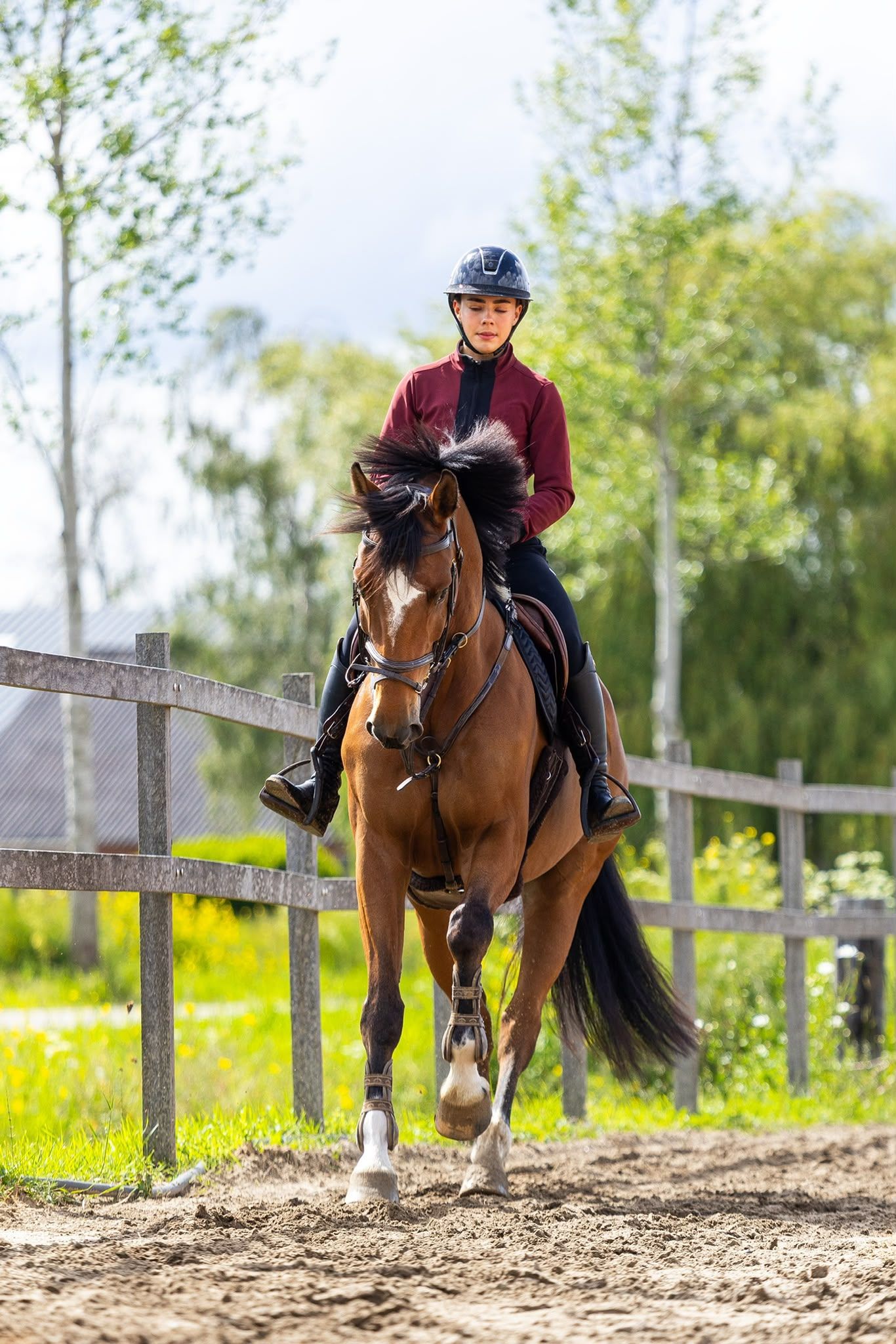 anglo-europees springpaard ruin 8 years old bruin for sale - Photo 2