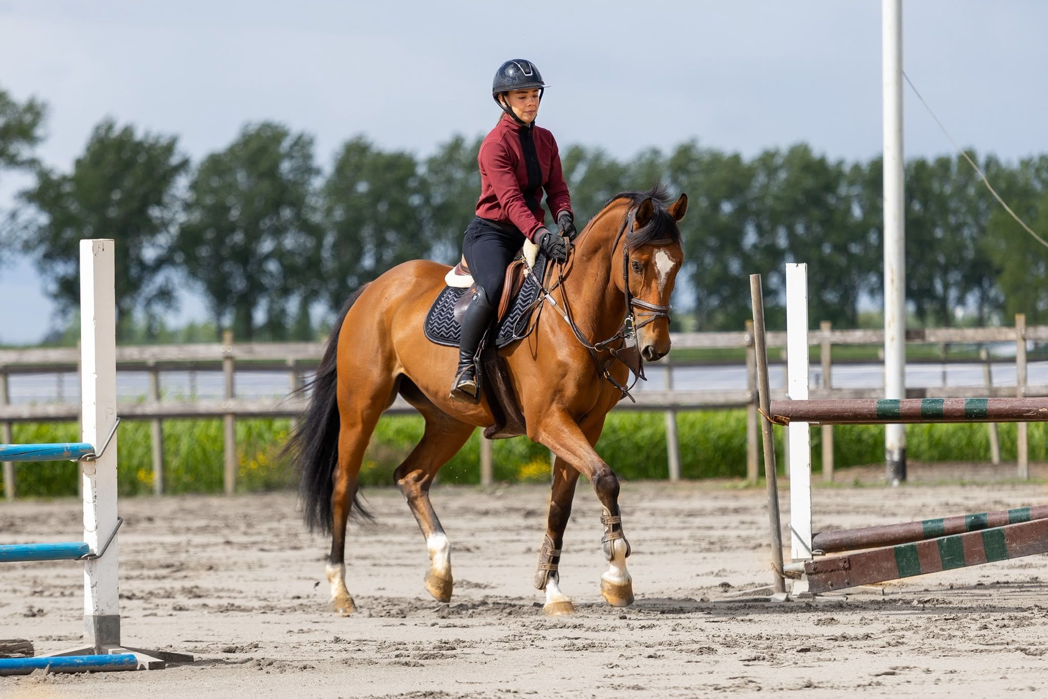 anglo-europees springpaard ruin 8 years old bruin for sale - Photo 3