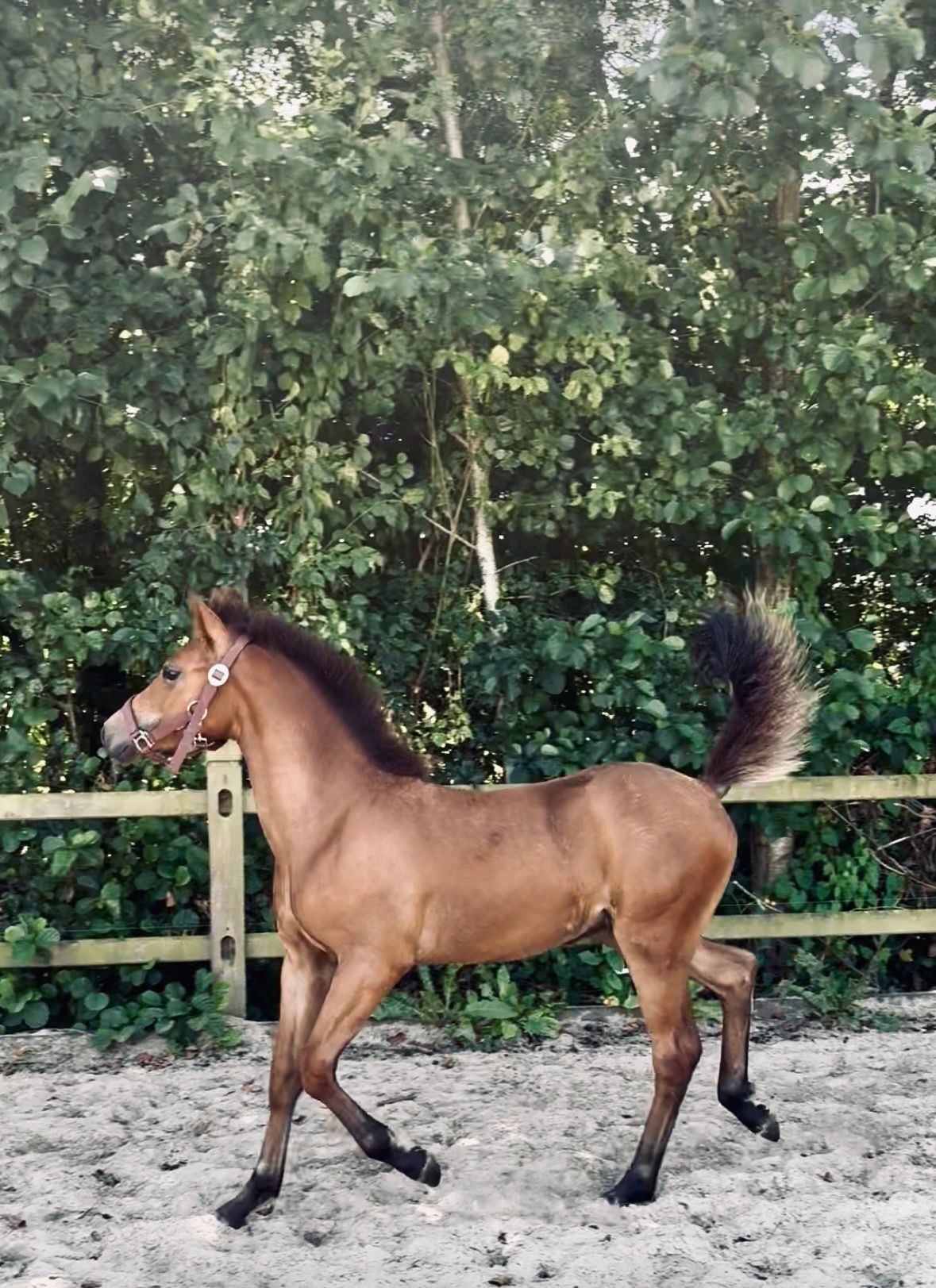 非常に有望な牡馬の仔馬…