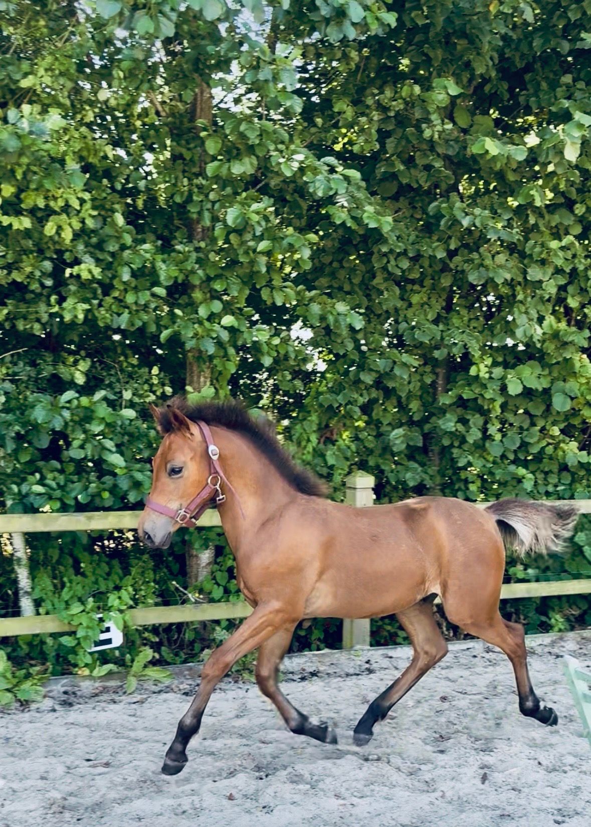nrps allround-pony hengst 0 år bruin til salg - Foto 2