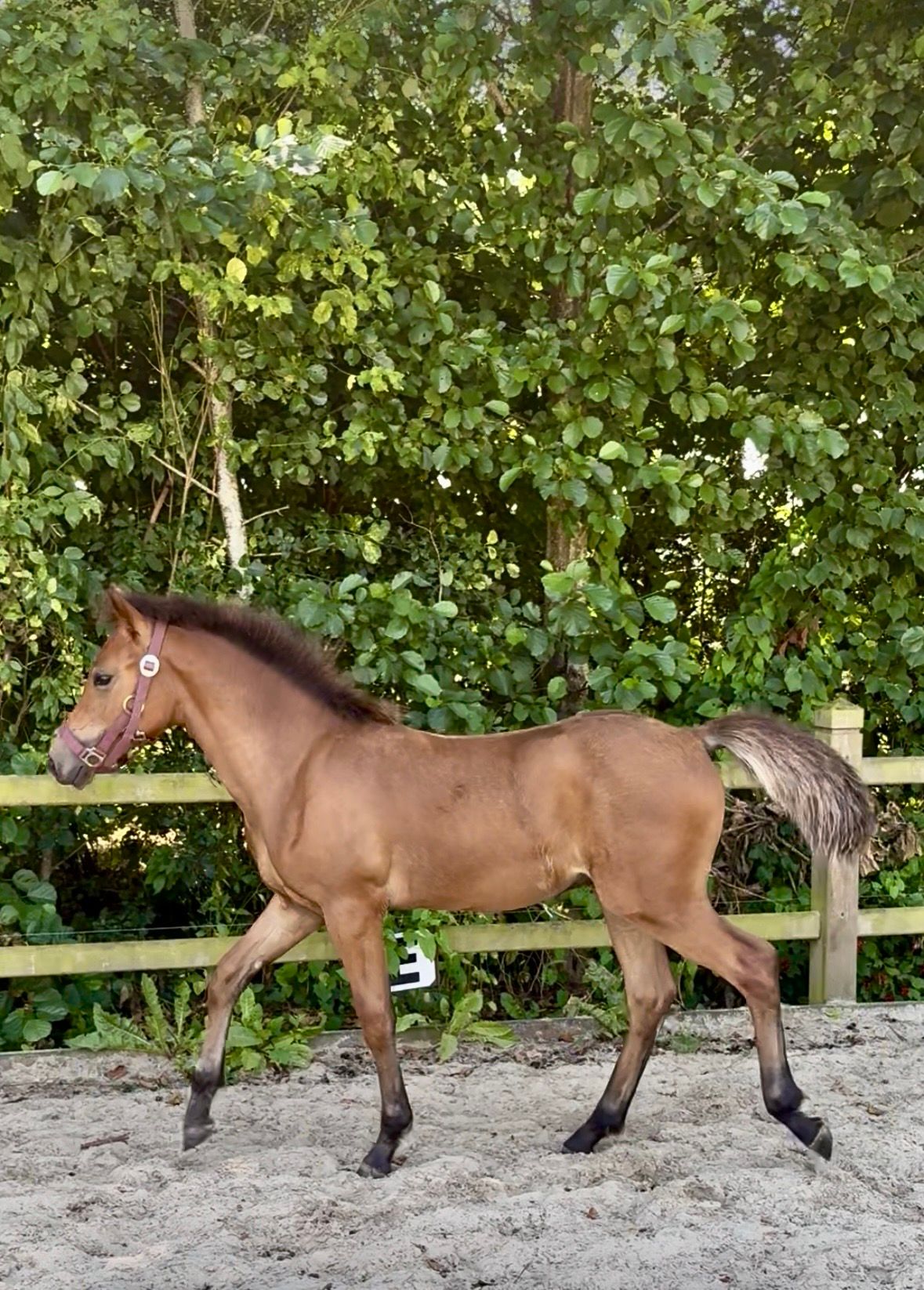 nrps allround-pony hengst 0 år bruin til salg - Foto 3