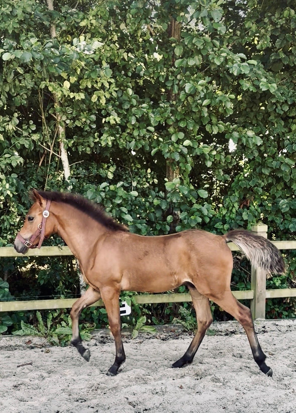 nrps allround-pony hengst 0 år bruin til salg - Foto 4