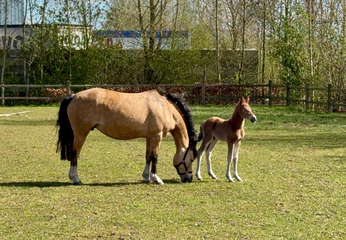 nrps allround-pony hengst 0 år bruin til salg - Foto 5