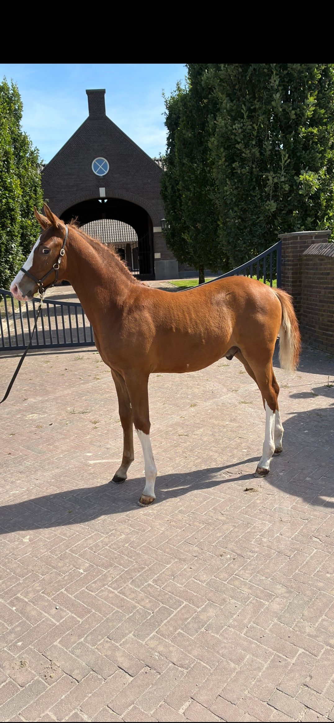 NRPS colt foal, superb movement, very classy and sweet.