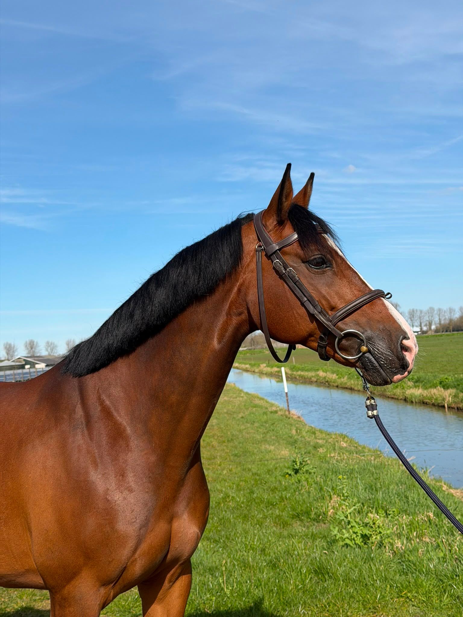 kwpn springpaard merrie 10 岁 bruin 出售 - 照片 6