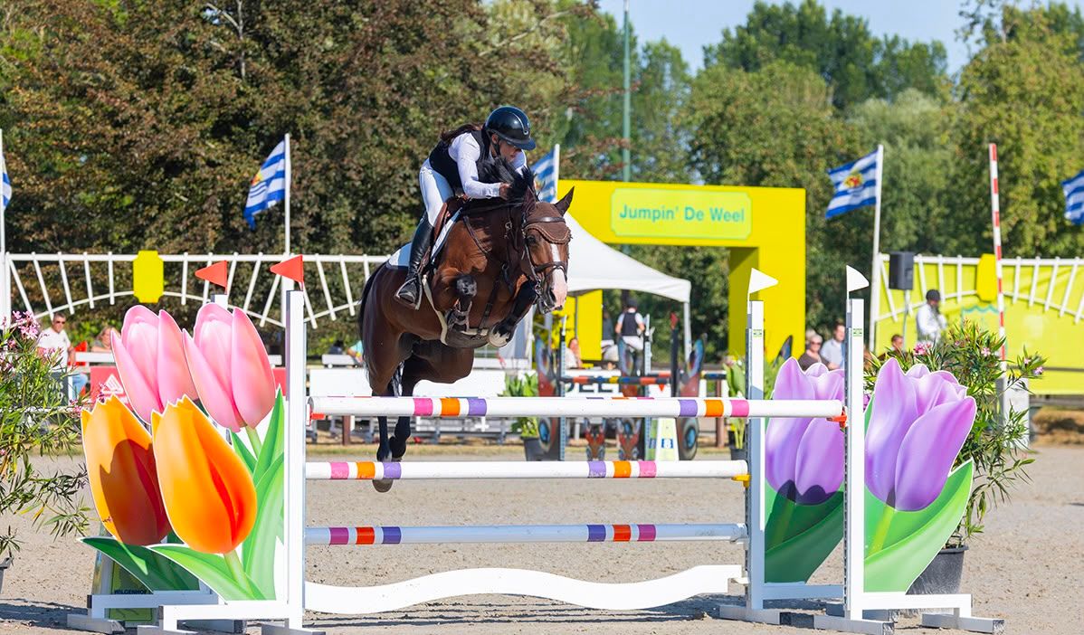 kwpn springpaard merrie 10 岁 bruin 出售 - 照片 2