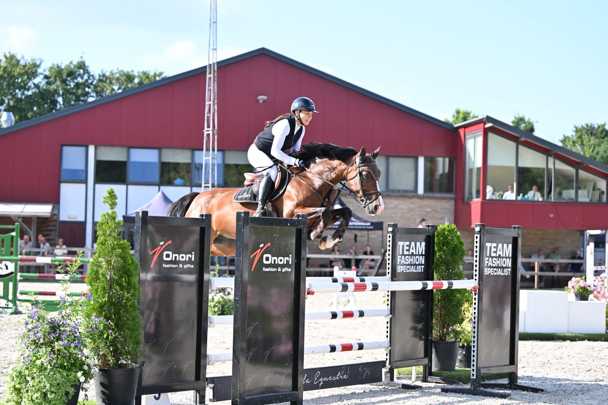 kwpn springpaard merrie 10 岁 bruin 出售 - 照片 3