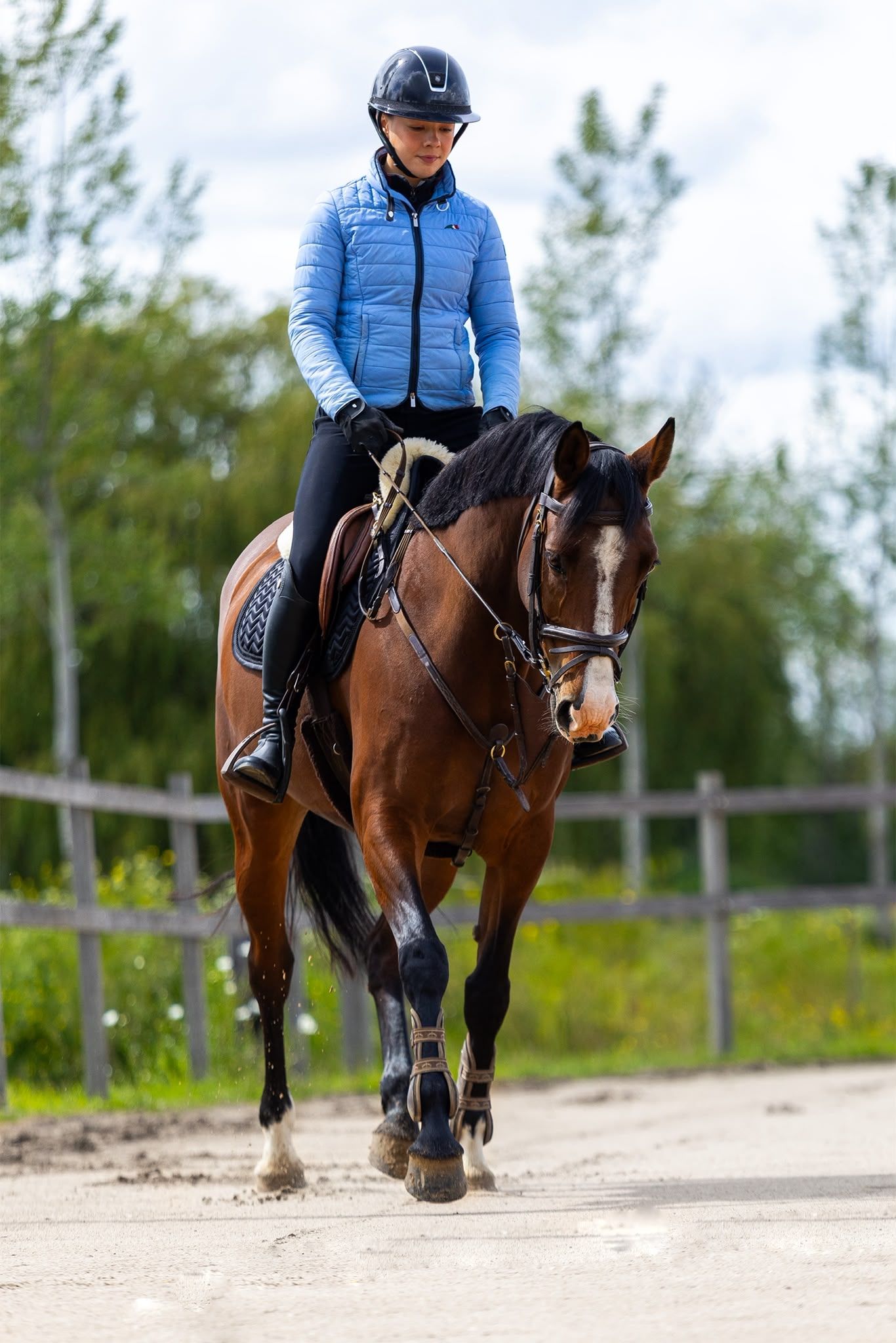 kwpn springpaard merrie 10 岁 bruin 出售 - 照片 5