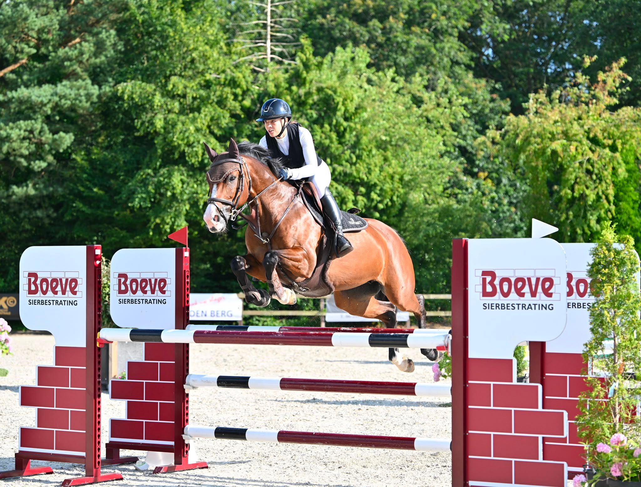 kwpn springpaard merrie 10 岁 bruin 出售 - 照片 4