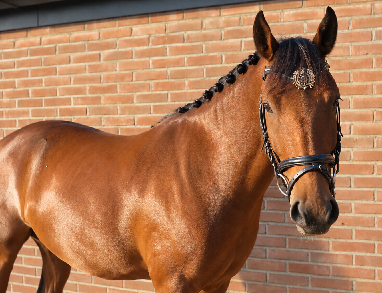 new-forest allround-pony ruin 4 år bruin till salu - Foto 2