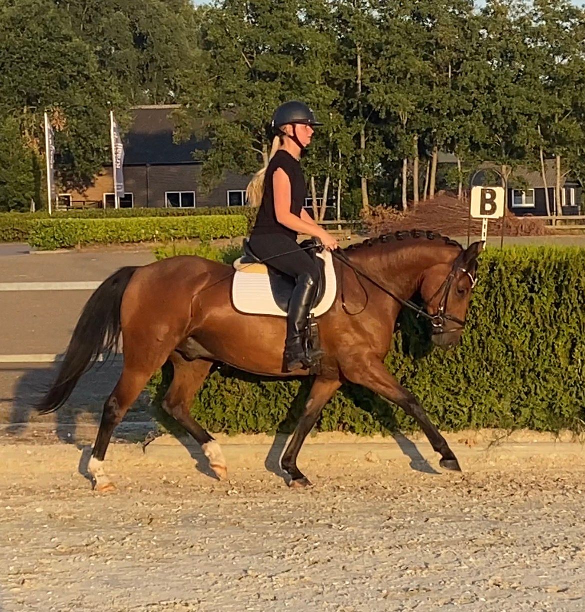 new-forest allround-pony ruin 4 år bruin till salu - Foto 3