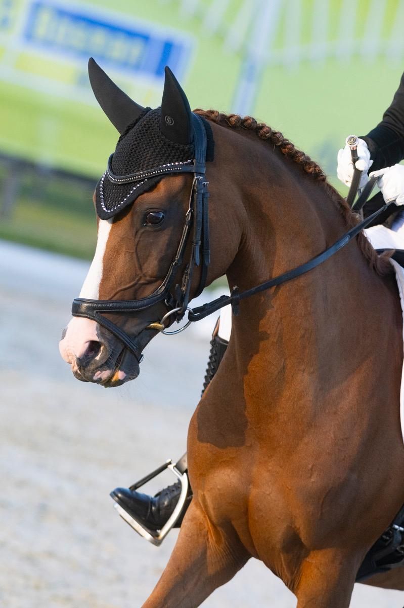 Te koop: Brave D-pony merrie (14 jaar)