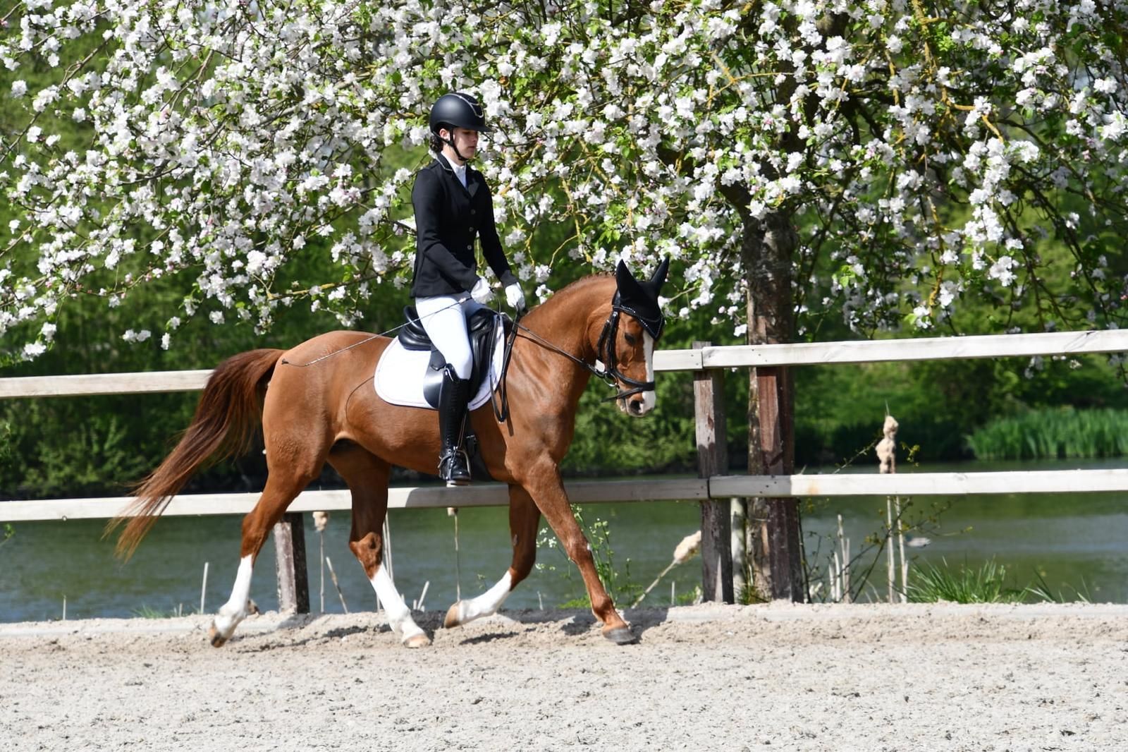 nrps dressuurpony merrie 14 jaar vos te koop - Foto 2