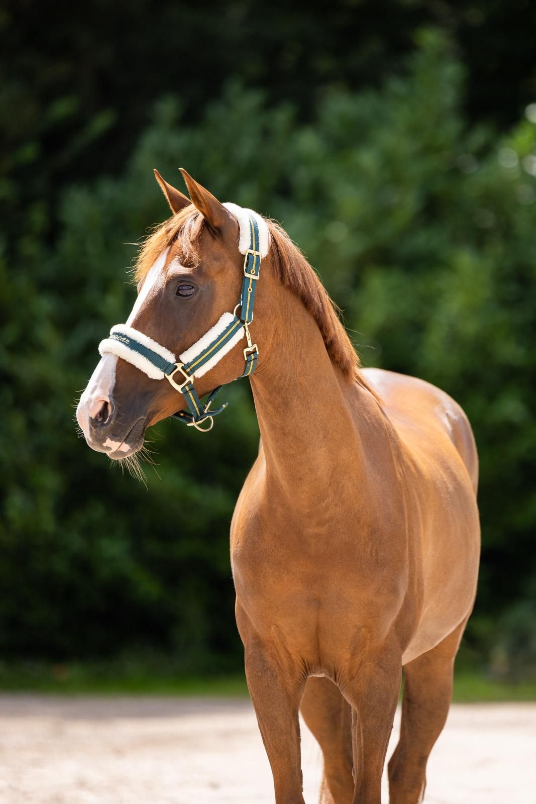 nrps dressuurpony merrie 14 jaar vos te koop - Foto 4