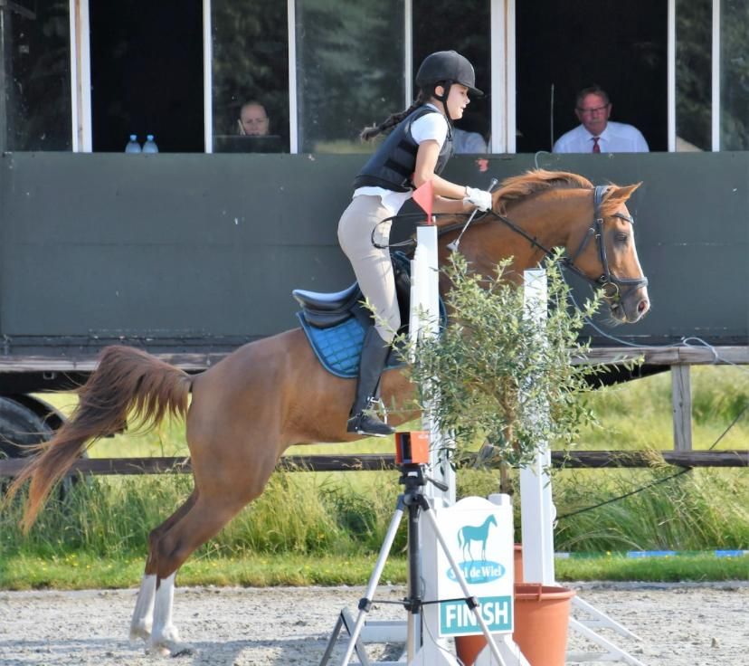 nrps dressuurpony merrie 14 jaar vos te koop - Foto 6