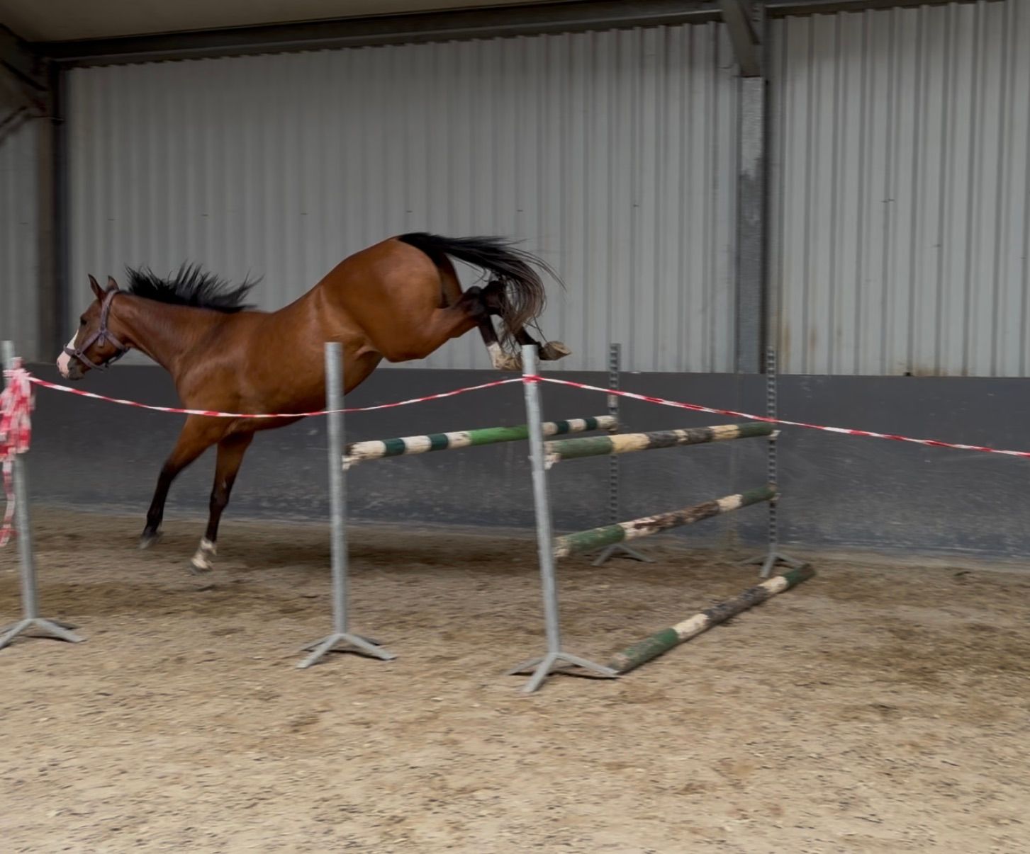 kwpn springpaard merrie 3 anni bruin in vendita - Foto 3