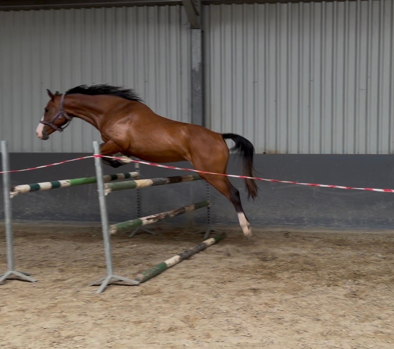 kwpn springpaard merrie 3 anni bruin in vendita - Foto 2