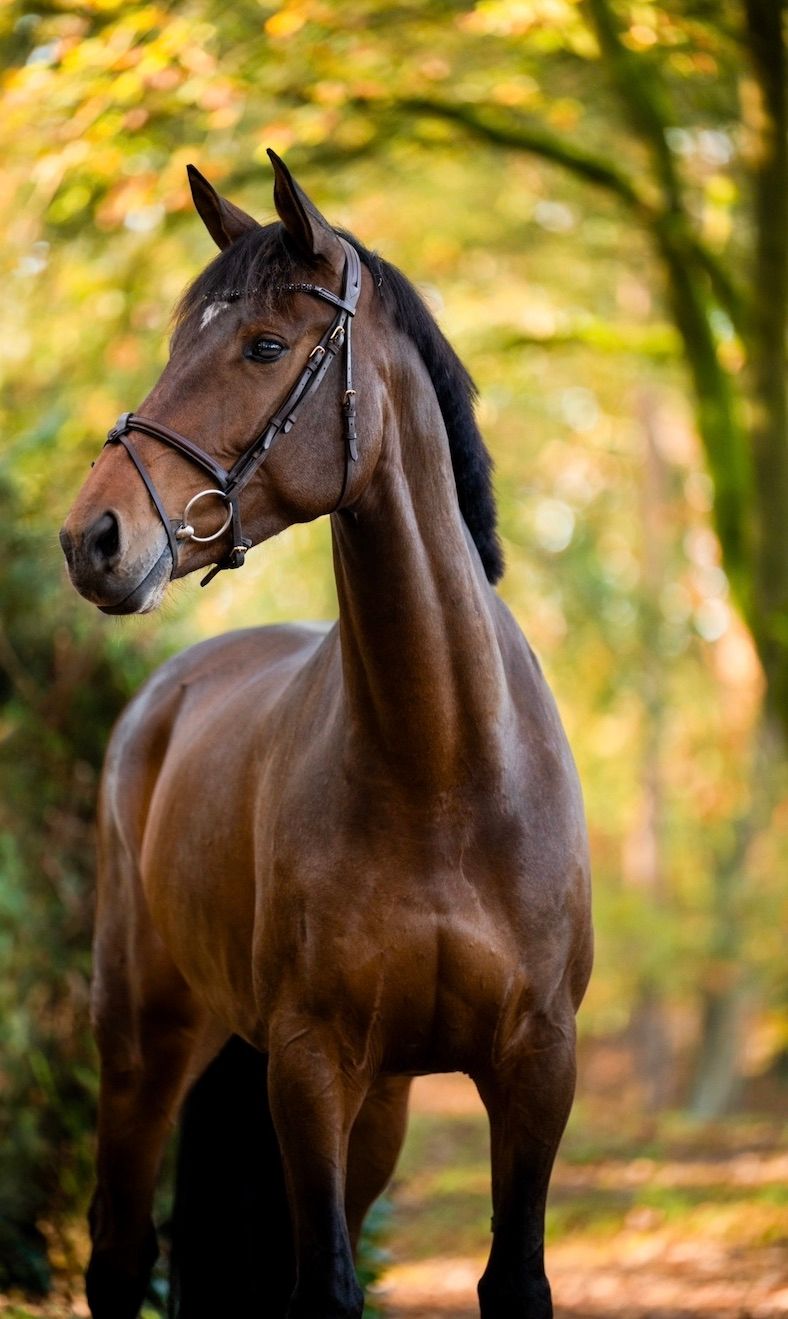 kwpn fokmerrie merrie 8 jaar donkerbruin te koop - Foto 5