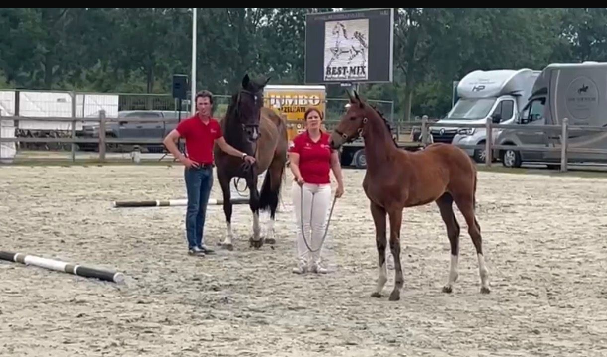 bwp dressuurpaard merrie 0 years old bruin for sale - Photo 3