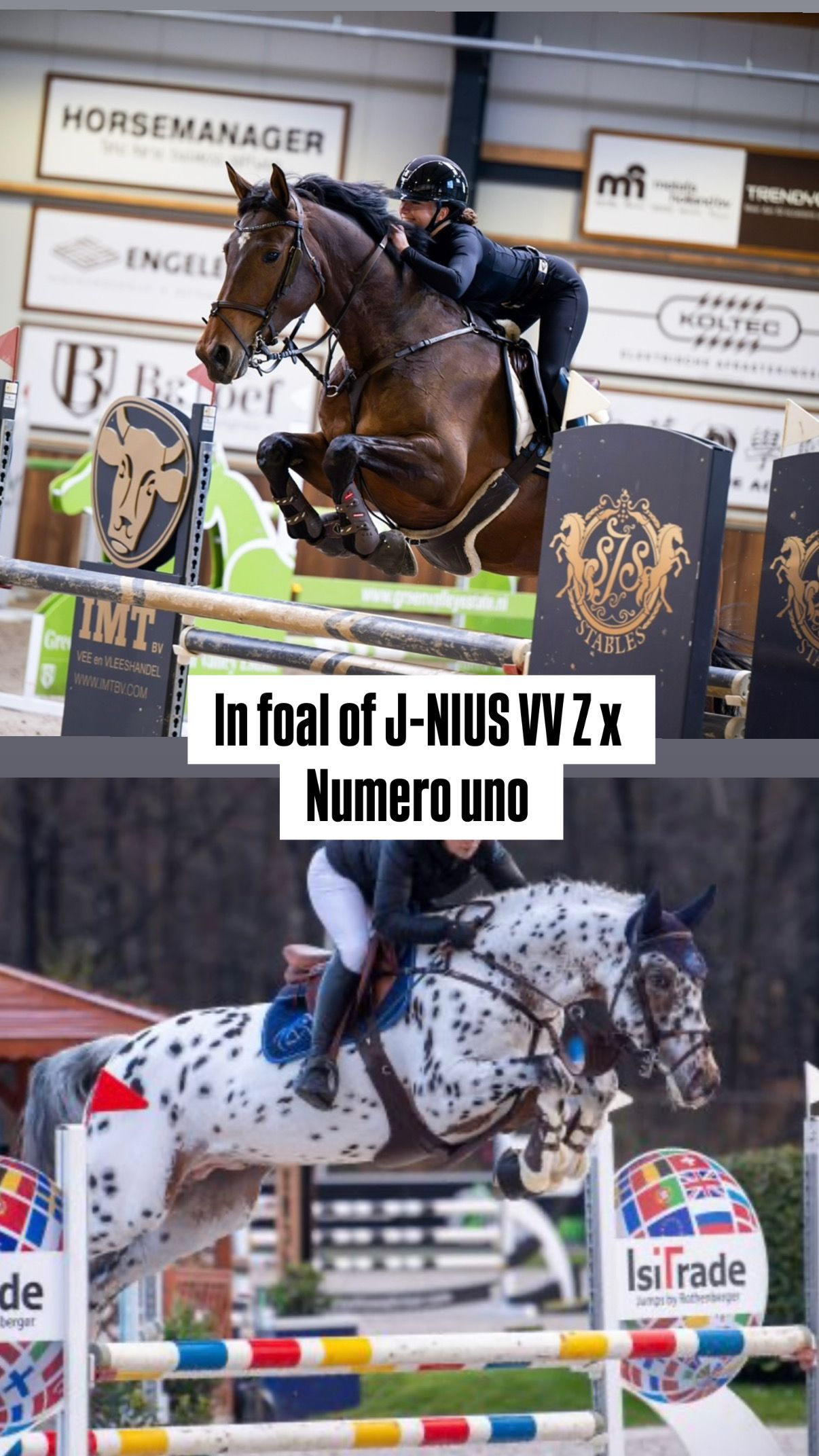 Numero uno recipient mare in foal to J-NIUS VV