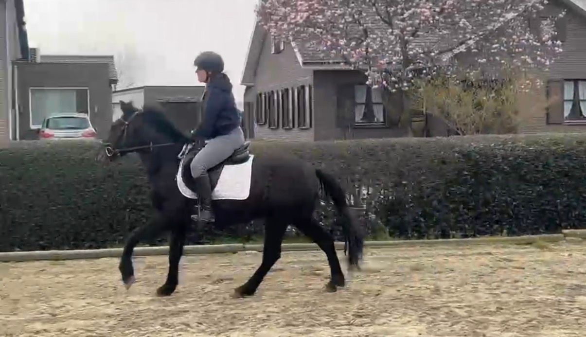 ander allround-pony ruin 3 years old schimmel for sale - Photo 2