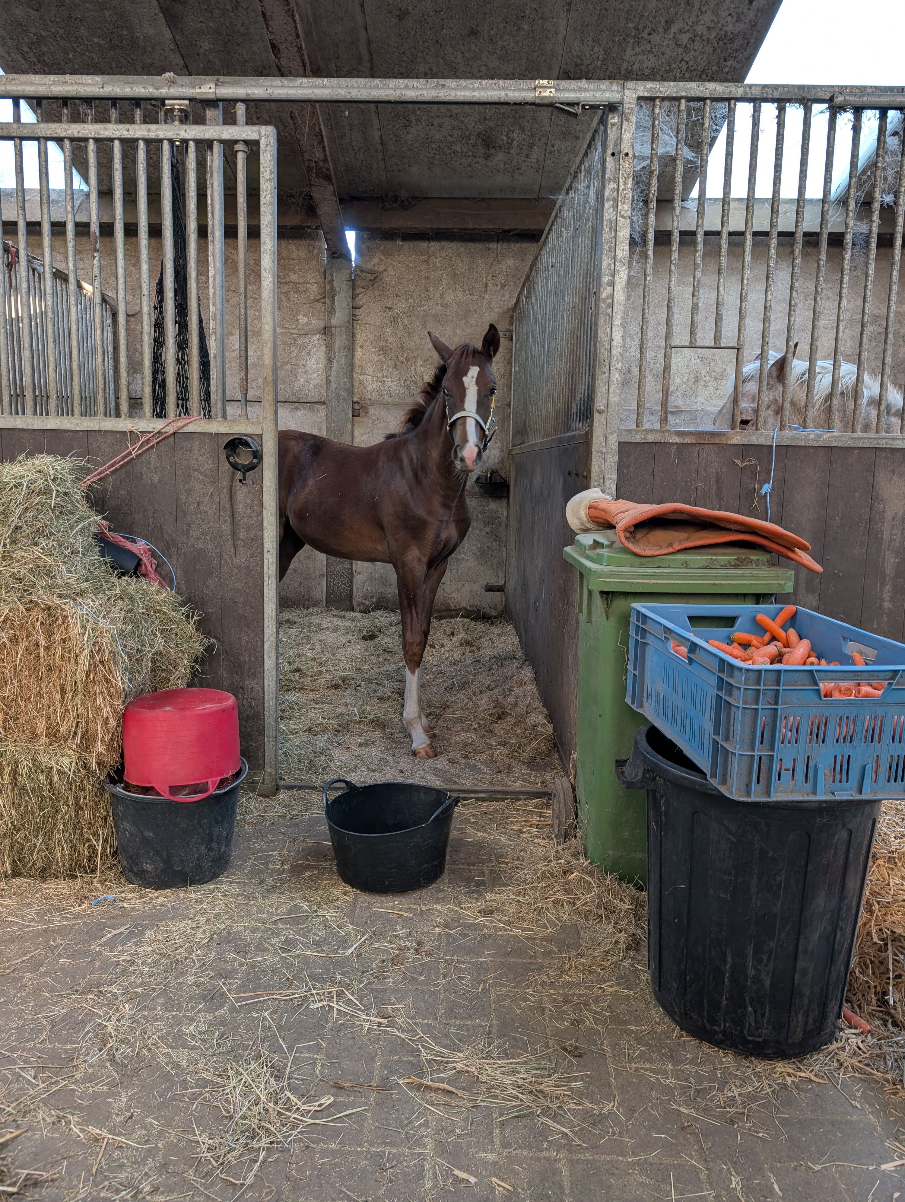 Leuk bruin pony hengsten veulen met 4 witte voetjes