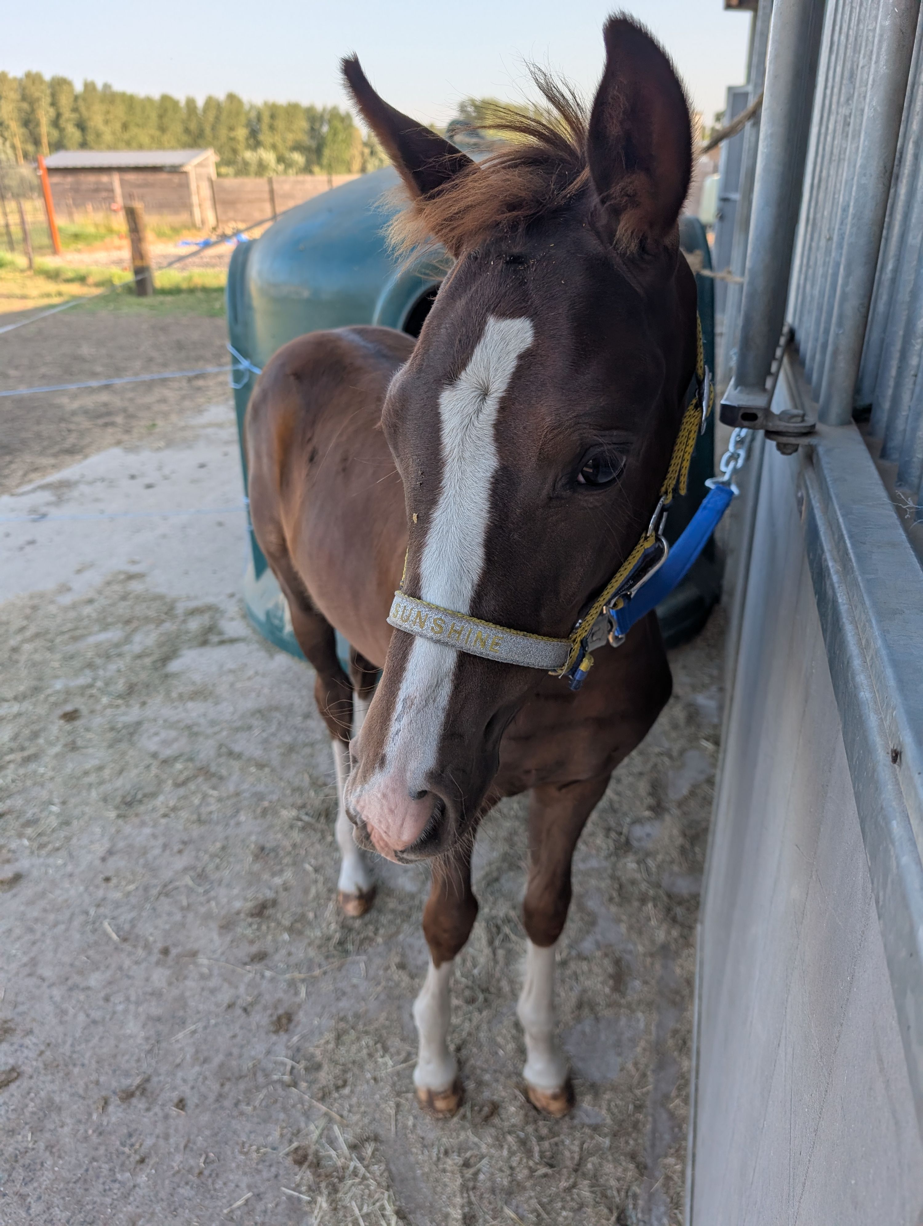 bwp allround-pony hengst 0 jaar donkerbruin te koop - Foto 3