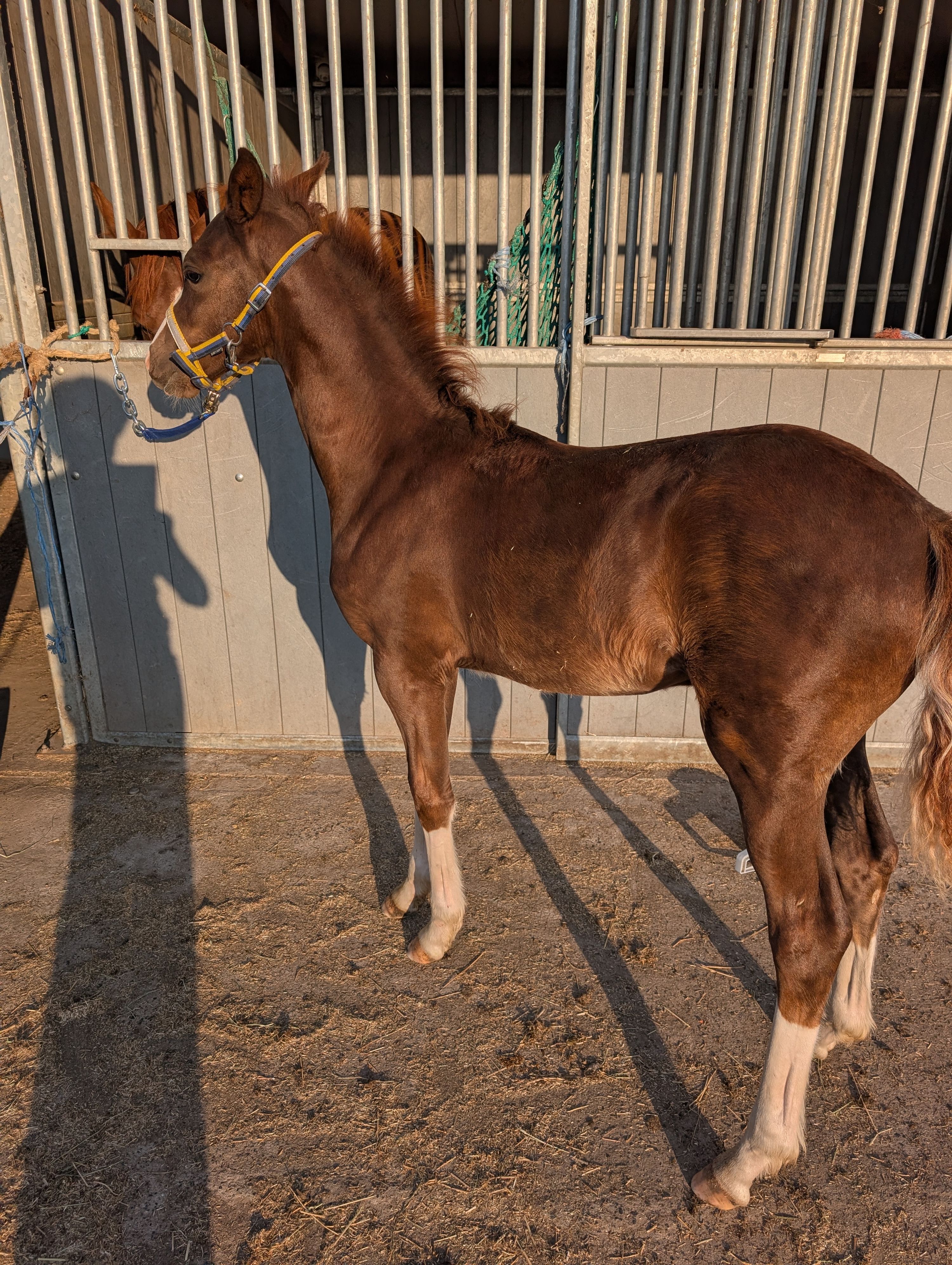 bwp allround-pony hengst 0 jaar donkerbruin te koop - Foto 4