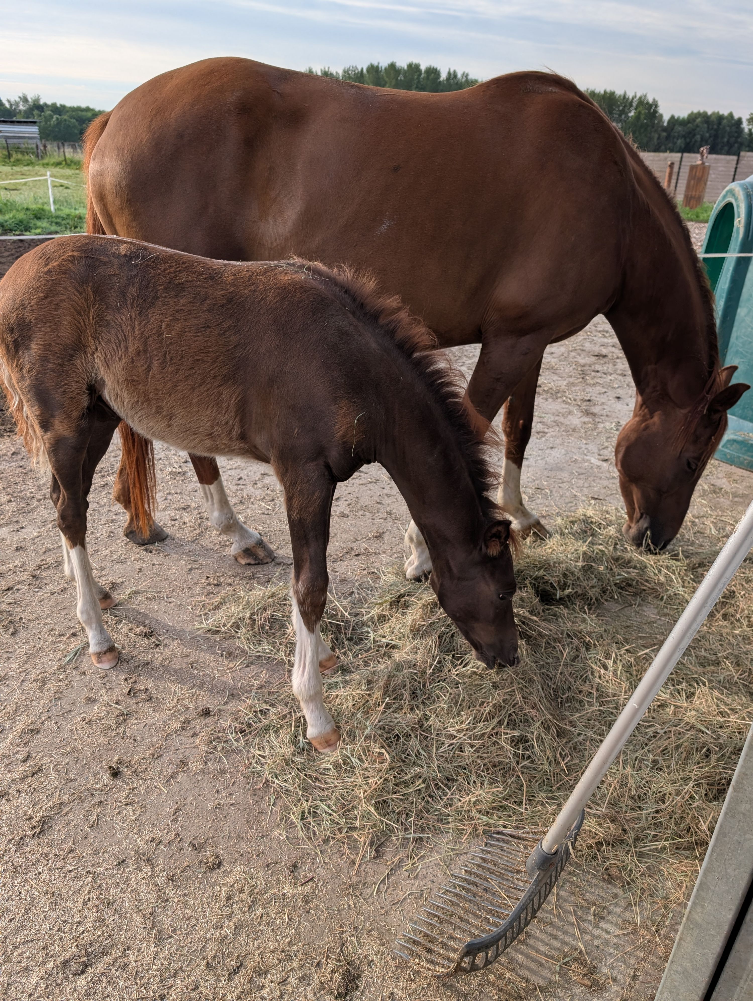 bwp allround-pony hengst 0 jaar donkerbruin te koop - Foto 5