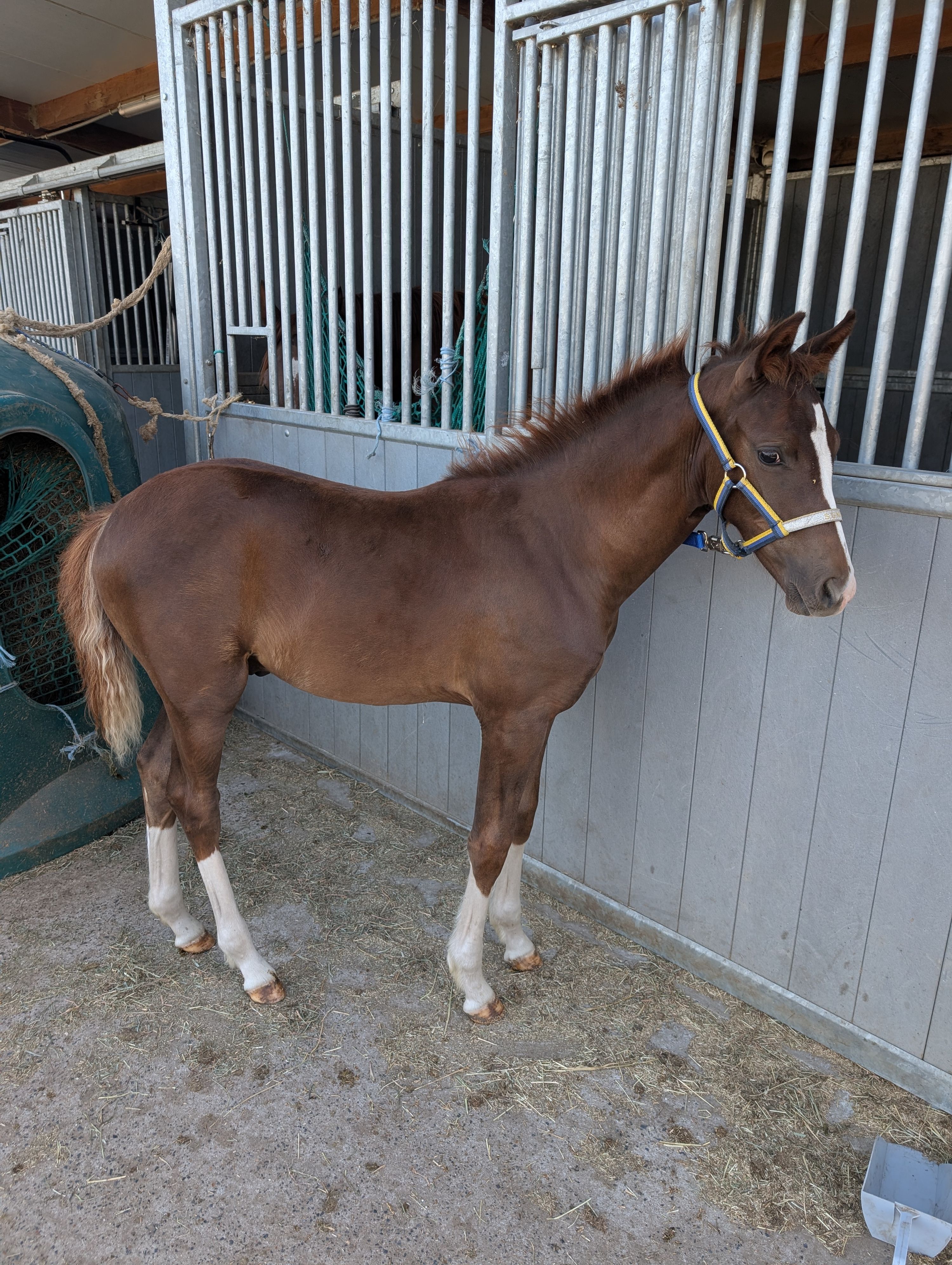 bwp allround-pony hengst 0 jaar donkerbruin te koop - Foto 2