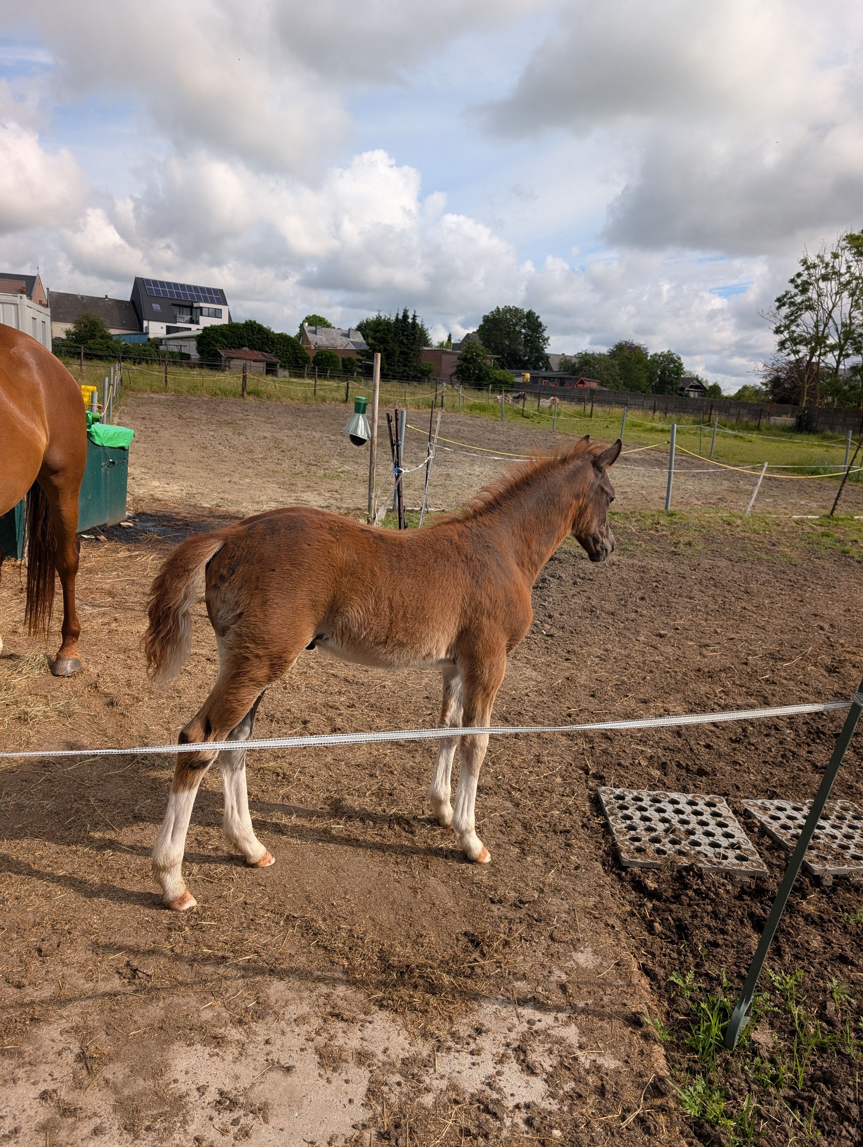 bwp allround-pony hengst 0 jaar donkerbruin te koop - Foto 6