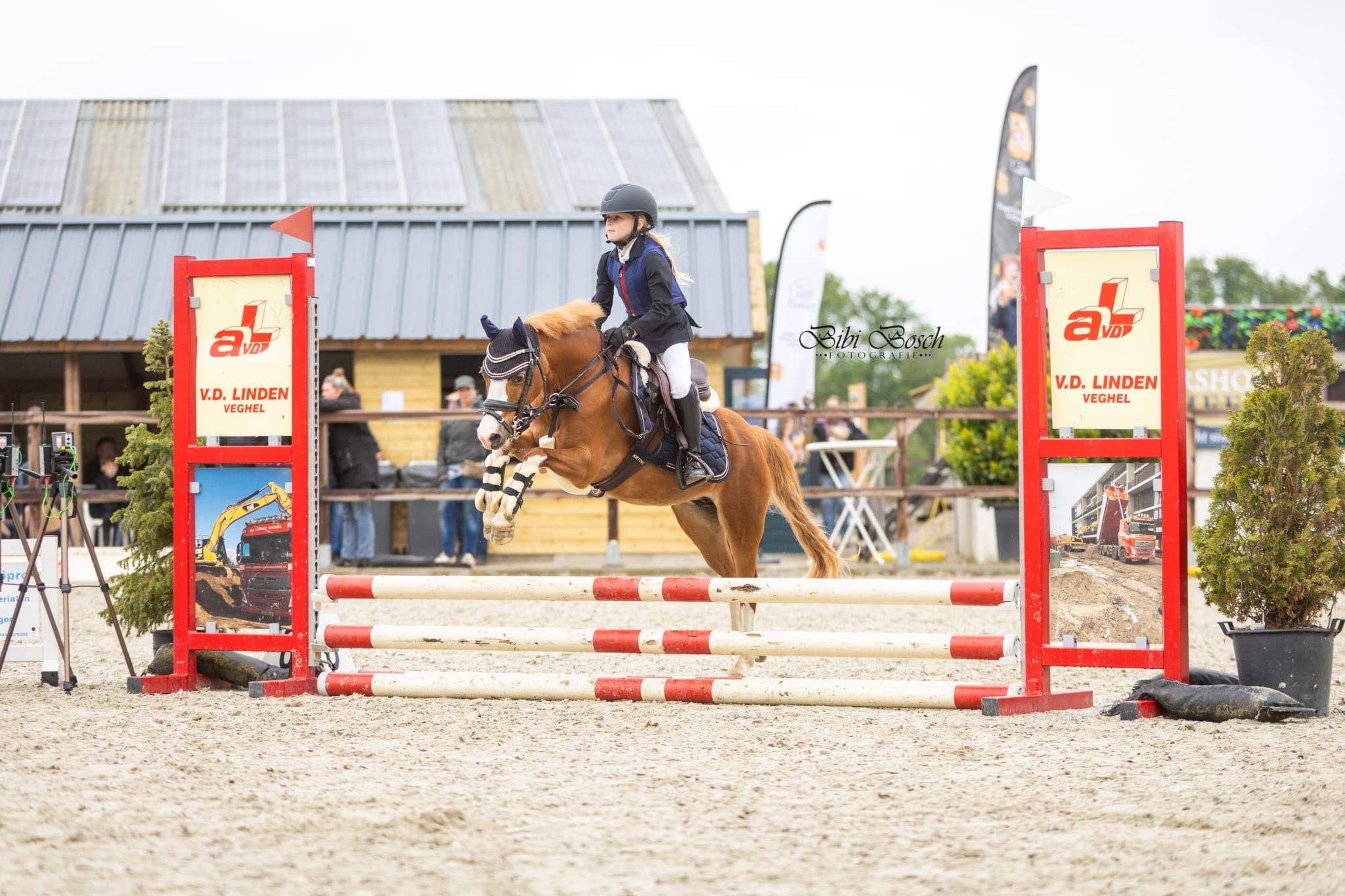 welsh allround-pony merrie 19 jaar vos te koop - Foto 2
