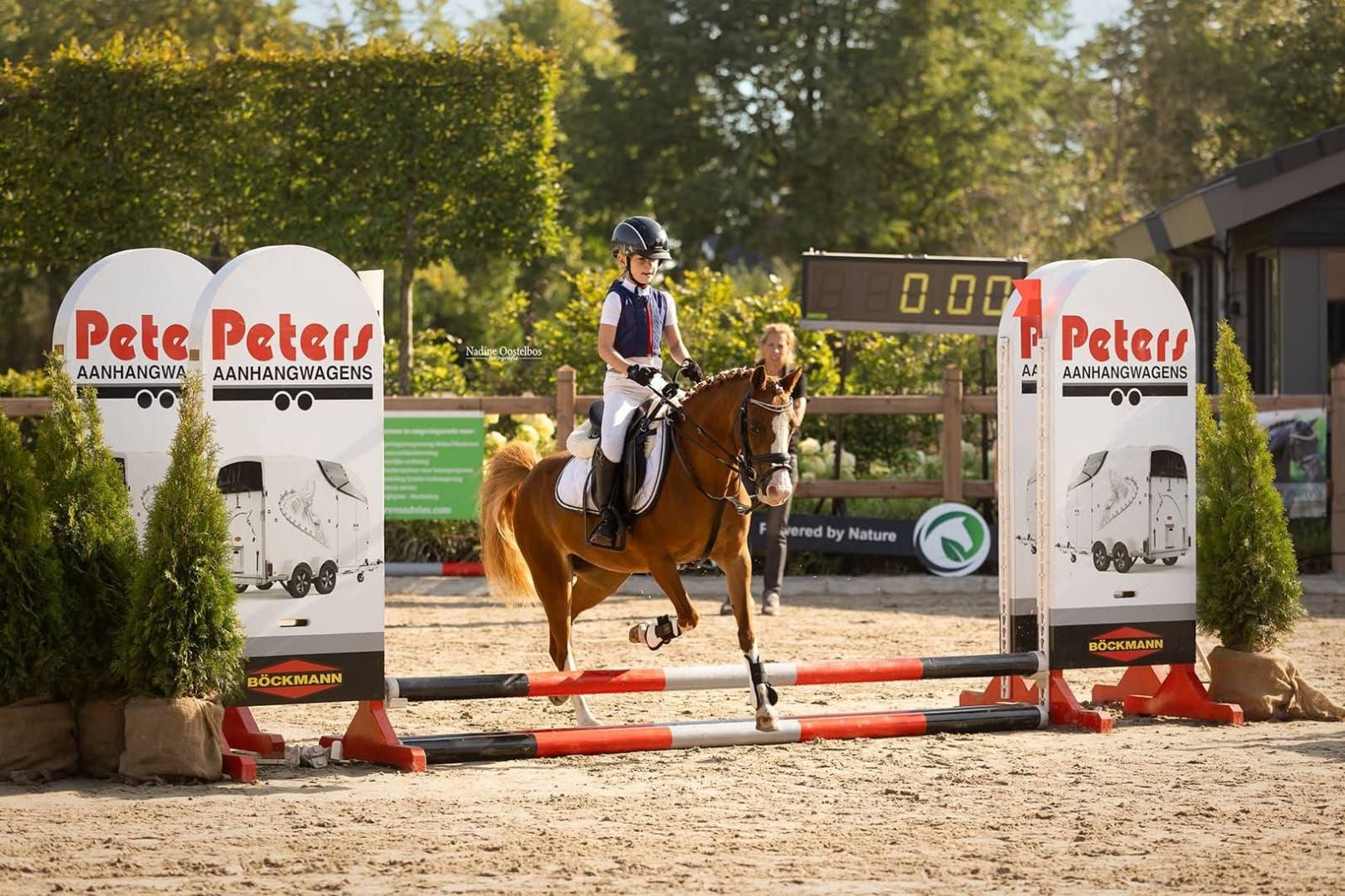 welsh allround-pony merrie 19 jaar vos te koop - Foto 3