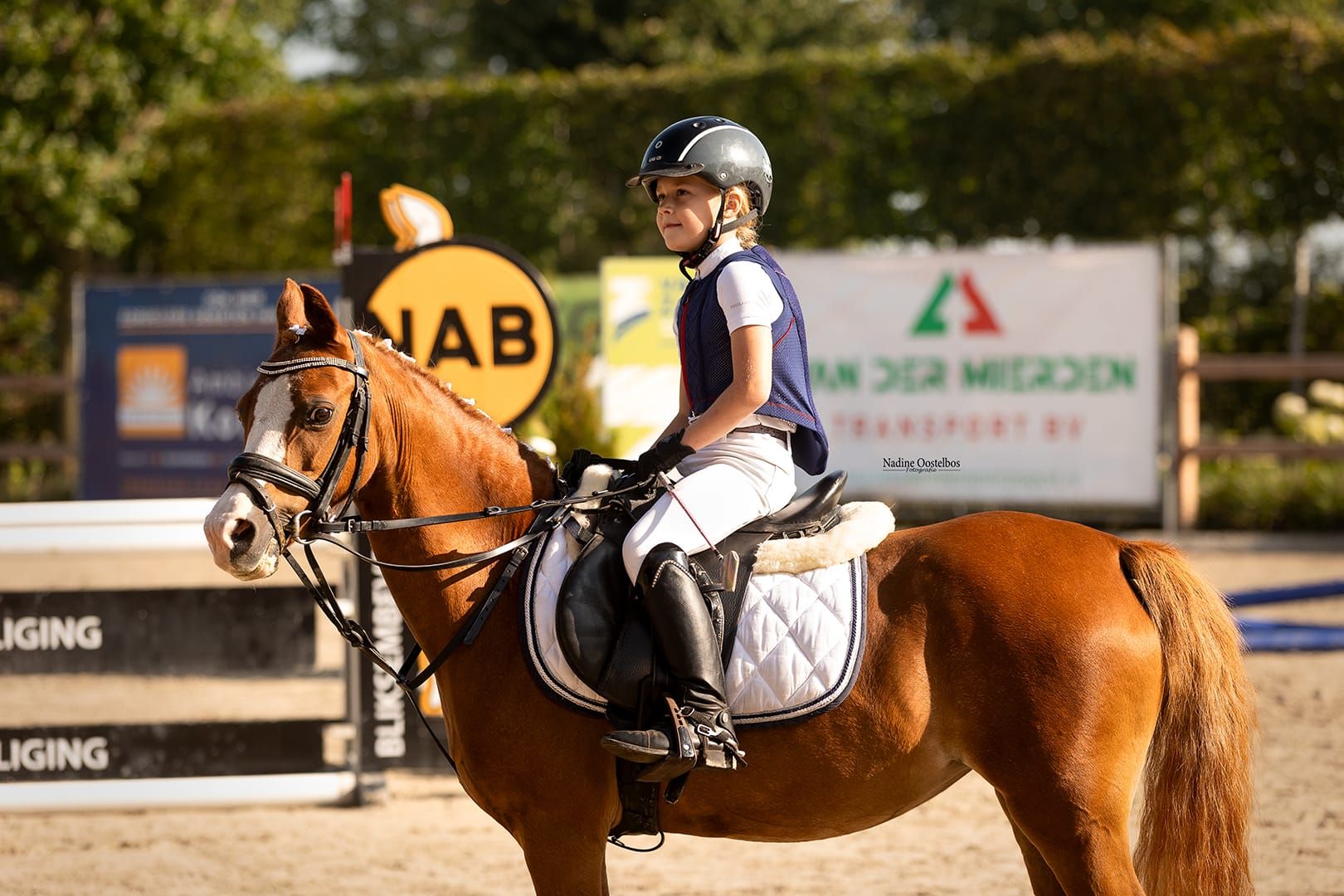 welsh allround-pony merrie 19 jaar vos te koop - Foto 5