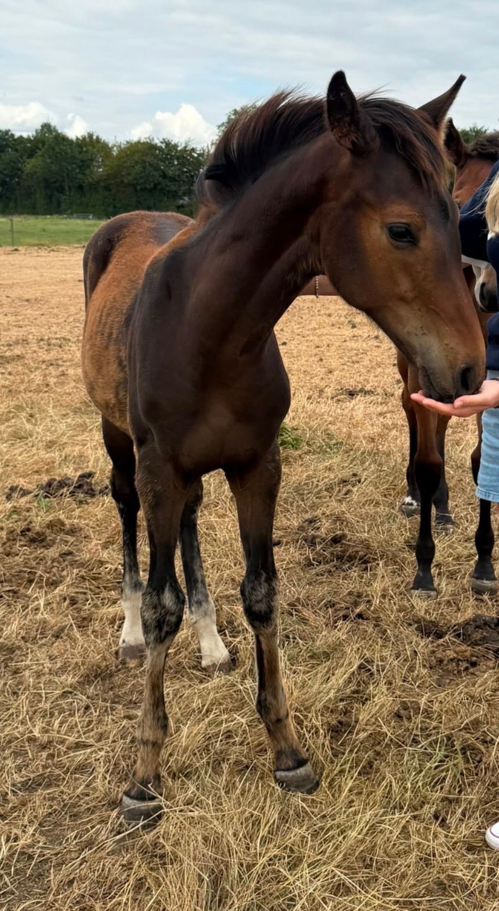 kwpn dressuurpaard hengst 1 år donkerbruin till salu - Foto 5