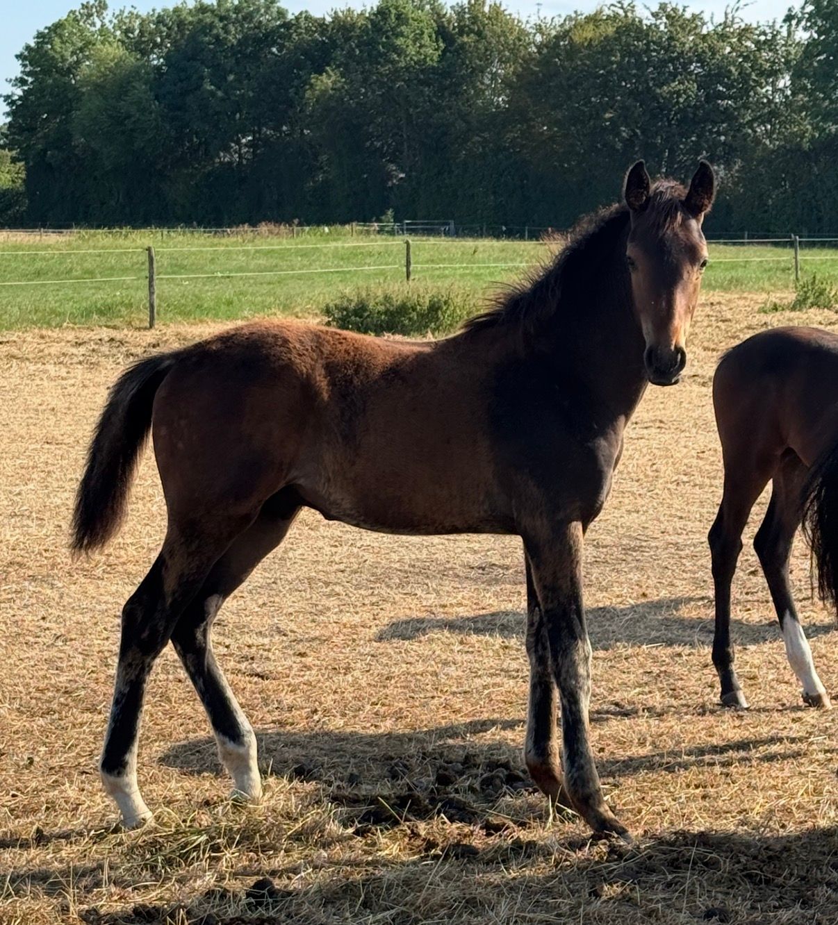 kwpn dressuurpaard hengst 1 år donkerbruin till salu - Foto 6