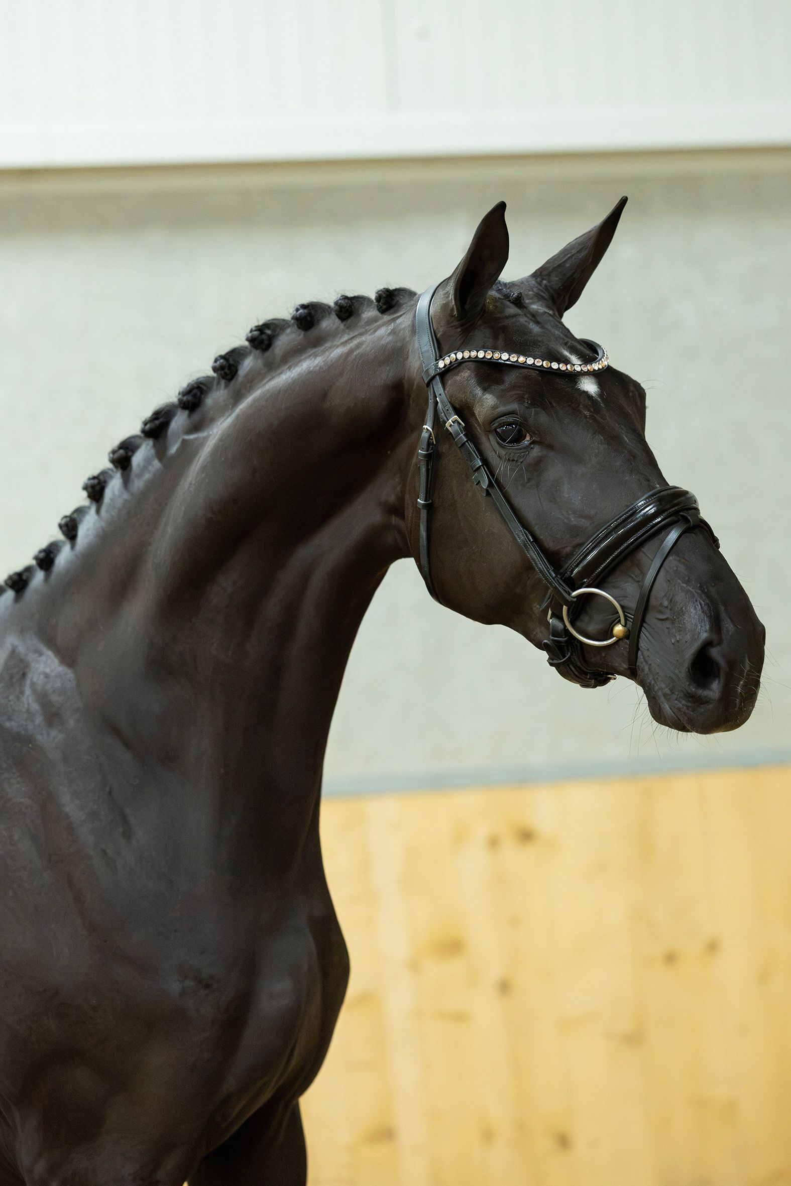 Very nice 3-year-old black mare